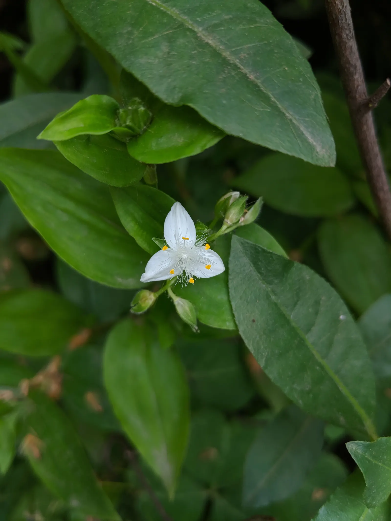 Wandering Jew, Inch Plant (Tradescantia Fluminensis) — commonly referred to as the Wandering Jew or Inch Plant; which could outcompete other plants