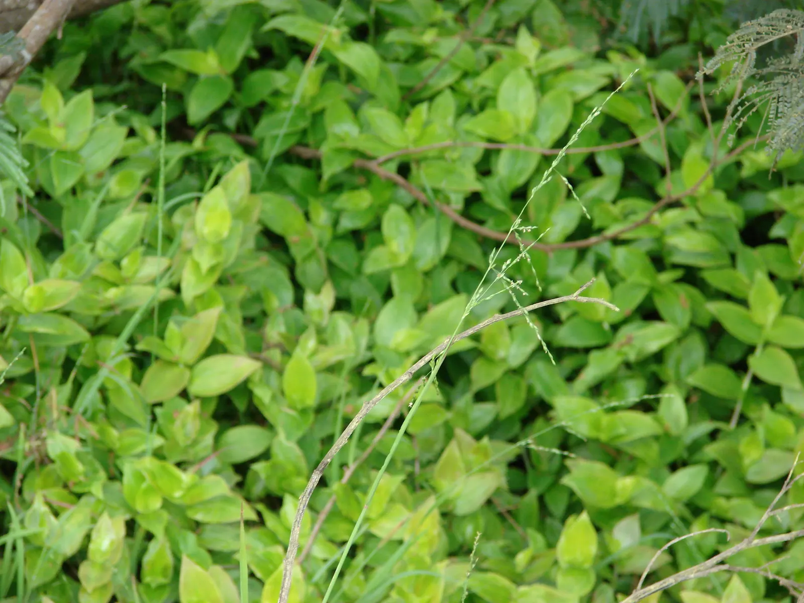Wandering Jew, Inch Plant (Tradescantia Fluminensis) — and sometimes pink or purple; this plant is well-suited for areas under trees or along, image 61
