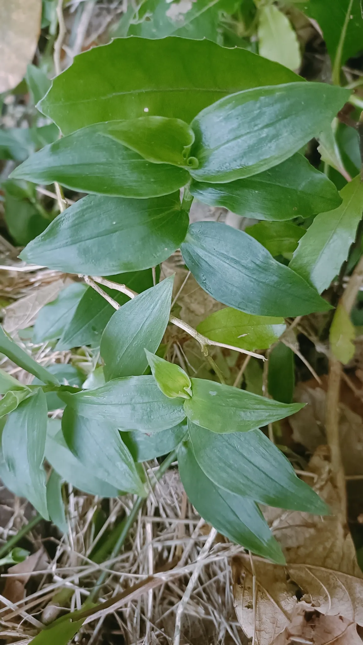 Wandering Jew, Inch Plant (Tradescantia Fluminensis) — The Inch Plant is resilient and adapts to a variety of soil types; it also serves well in, image 65