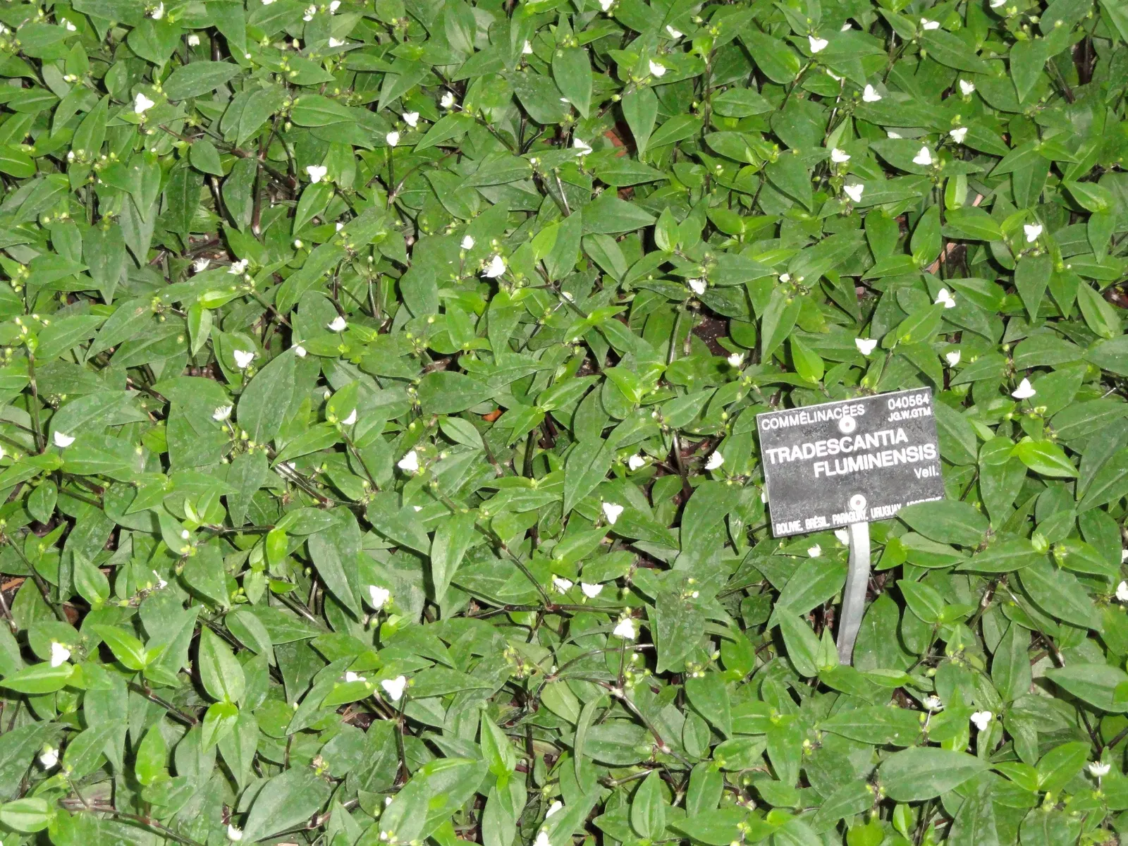Wandering Jew, Inch Plant (Tradescantia Fluminensis) — well-drained soil and can reach a height of 6-9 inches with a spread of up to 2 feet; is a, image 77