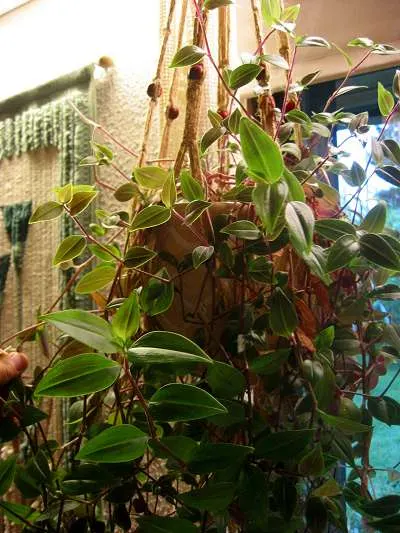 Wandering Jew, Inch Plant (Tradescantia Fluminensis) — lance-shaped leaves of green variegated with white or purple