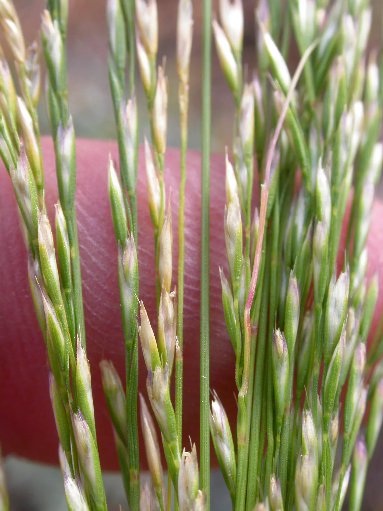 Slender Hairgrass (Deschampsia Elongata) — This species flourishes in USDA zones 4-9, preferring partial shade and moist soil conditions