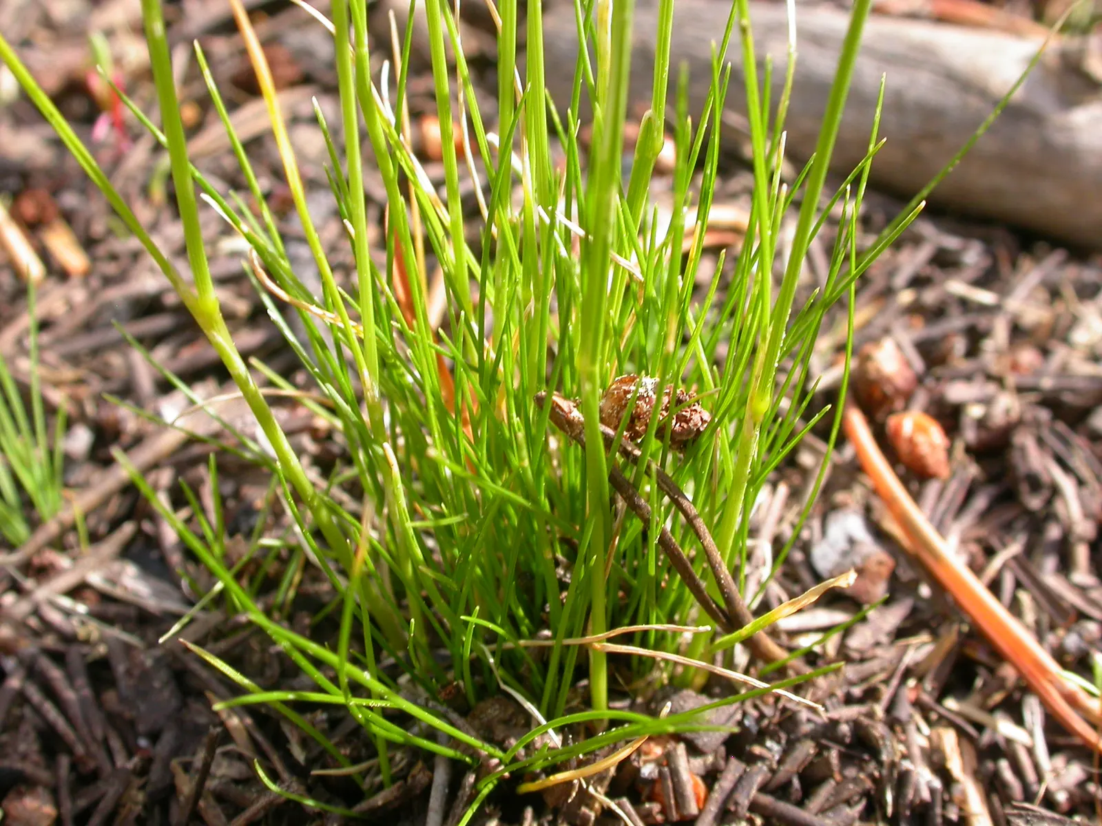 Slender Hairgrass (Deschampsia Elongata) — It reaches up to 4 feet in height and exhibits fine, arching green blades