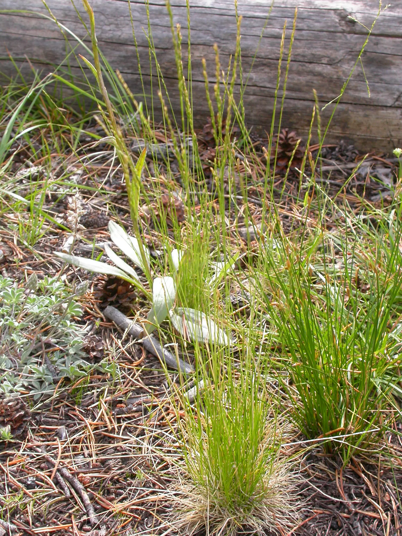 Slender Hairgrass (Deschampsia Elongata) — commonly called Slender Hairgrass