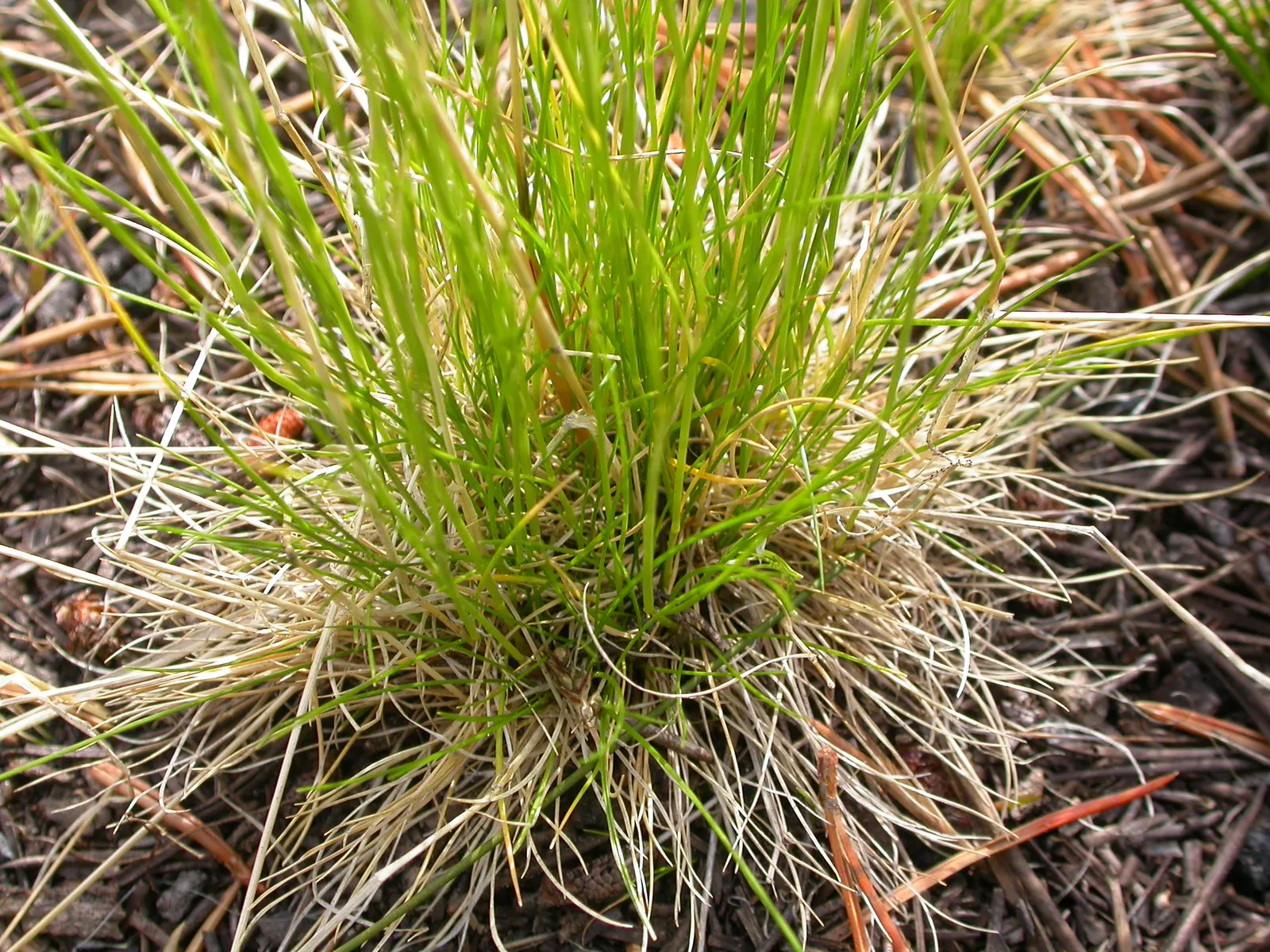 Slender Hairgrass (Deschampsia Elongata) — is a perennial cool-season grass with a clumping growth habit