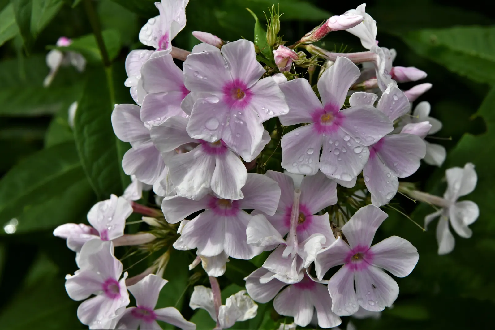 North Hills Phlox (Phlox Subulata 'North Hills') — It features needle-like foliage and blooms prolifically in spring