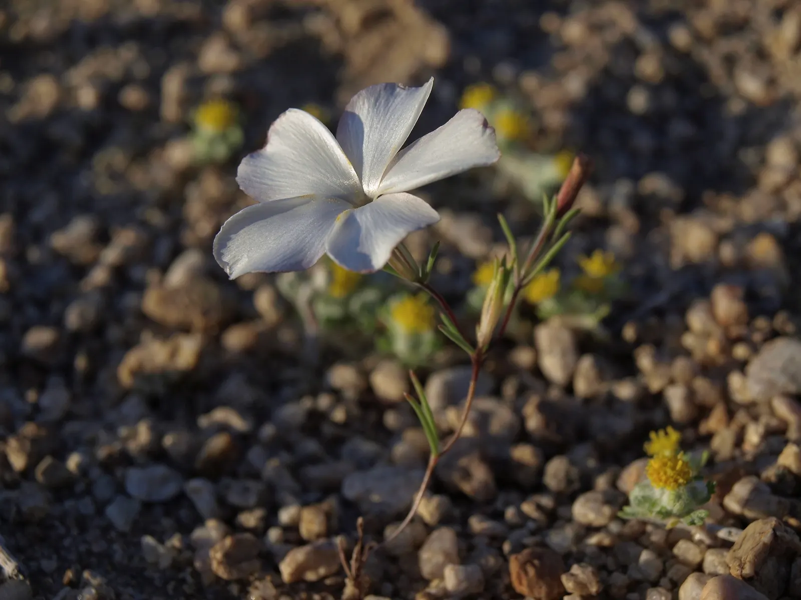 North Hills Phlox (Phlox Subulata 'North Hills') — mat-like groundcover 4-6 inches tall with a spread of 18-24 inches