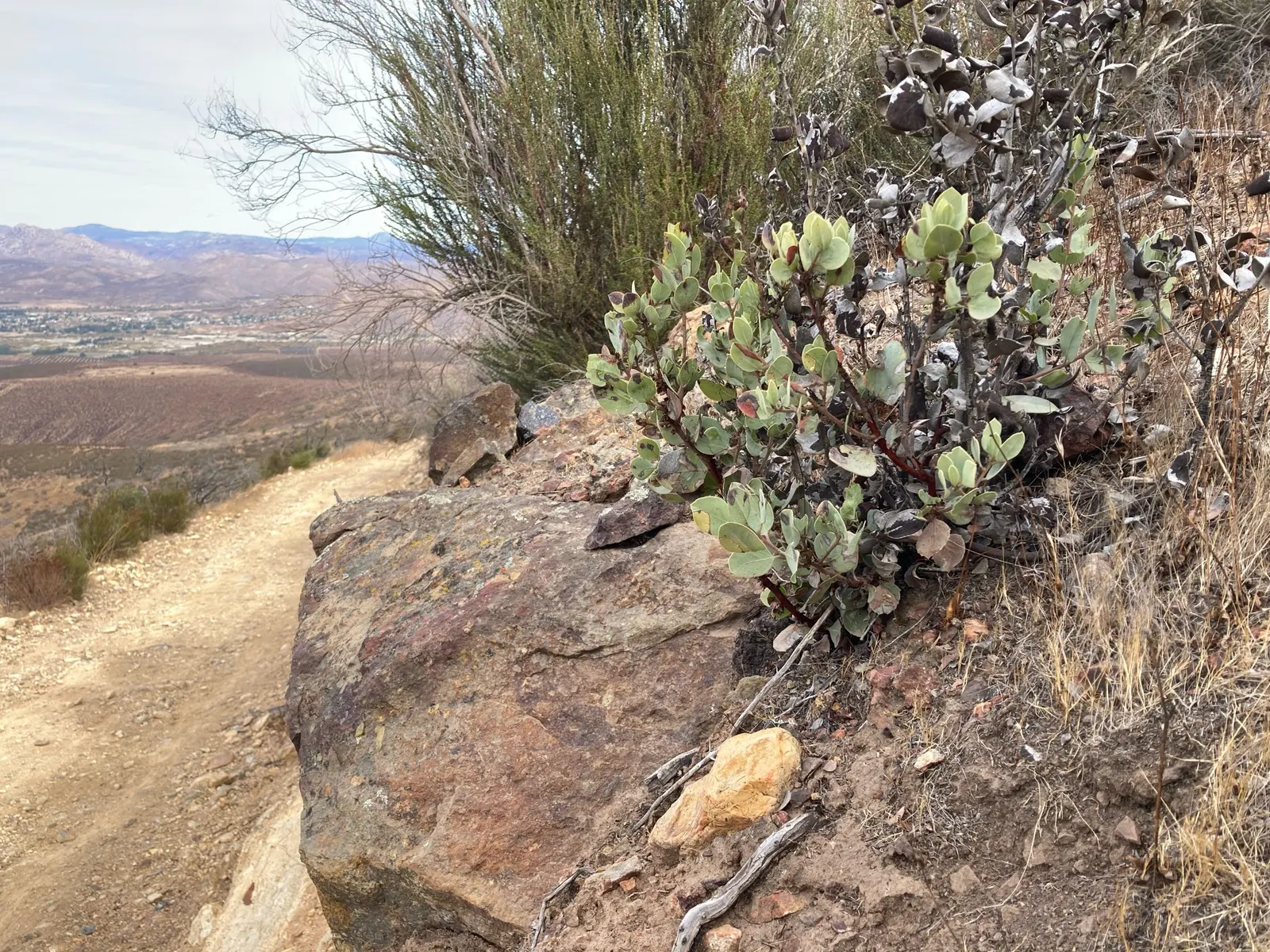 Eastwood Manzanita (Arctostaphylos Glandulosa) — An excellent choice for water-wise gardens and natural landscapes
