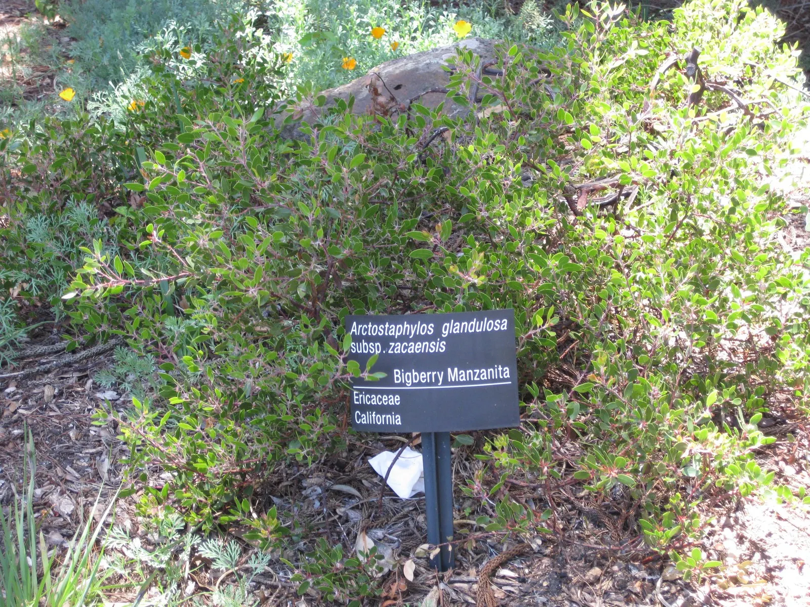 Eastwood Manzanita (Arctostaphylos Glandulosa) — scientifically known as Arctostaphylos glandulosa