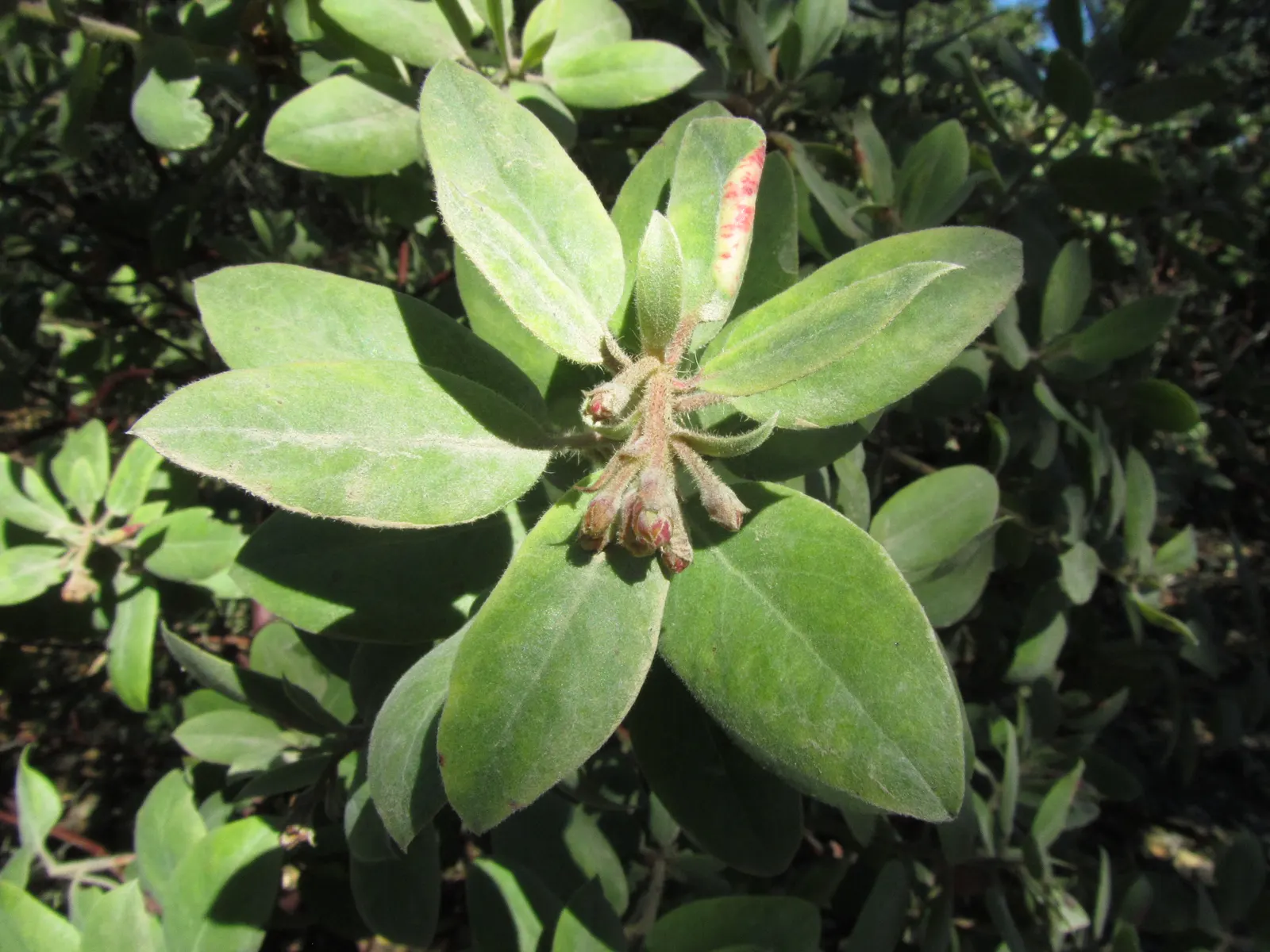 Eastwood Manzanita (Arctostaphylos Glandulosa) — with deep red bark and twisted branches