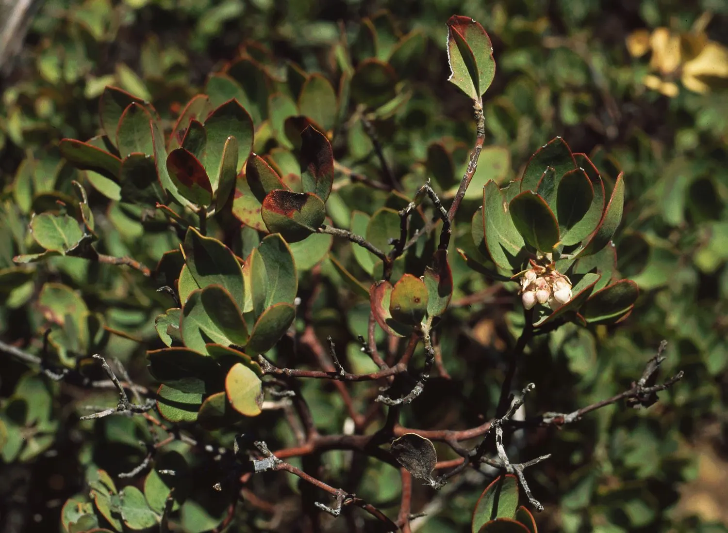 Eastwood Manzanita (Arctostaphylos Glandulosa) — adds exceptional visual interest to any landscape