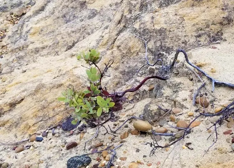 Eastwood Manzanita (Arctostaphylos Glandulosa) — The Eastwood Manzanita (Arctostaphylos glandulosa) is an evergreen shrub with a striking structure