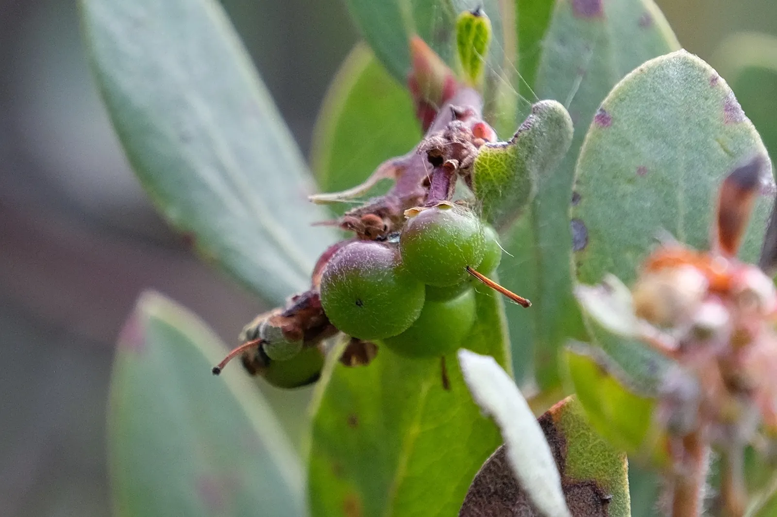 Eastwood Manzanita (Arctostaphylos Glandulosa) — followed by red-brown drupes about 0.3 inches in diameter