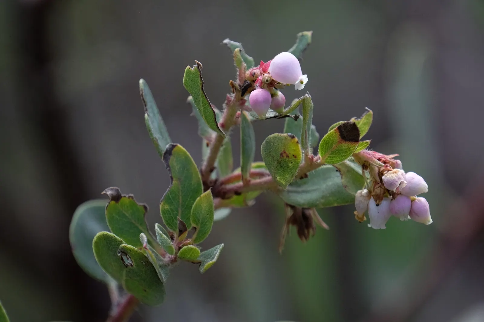 Eastwood Manzanita (Arctostaphylos Glandulosa) — maturing to 3-6 feet tall and 5-10 feet wide