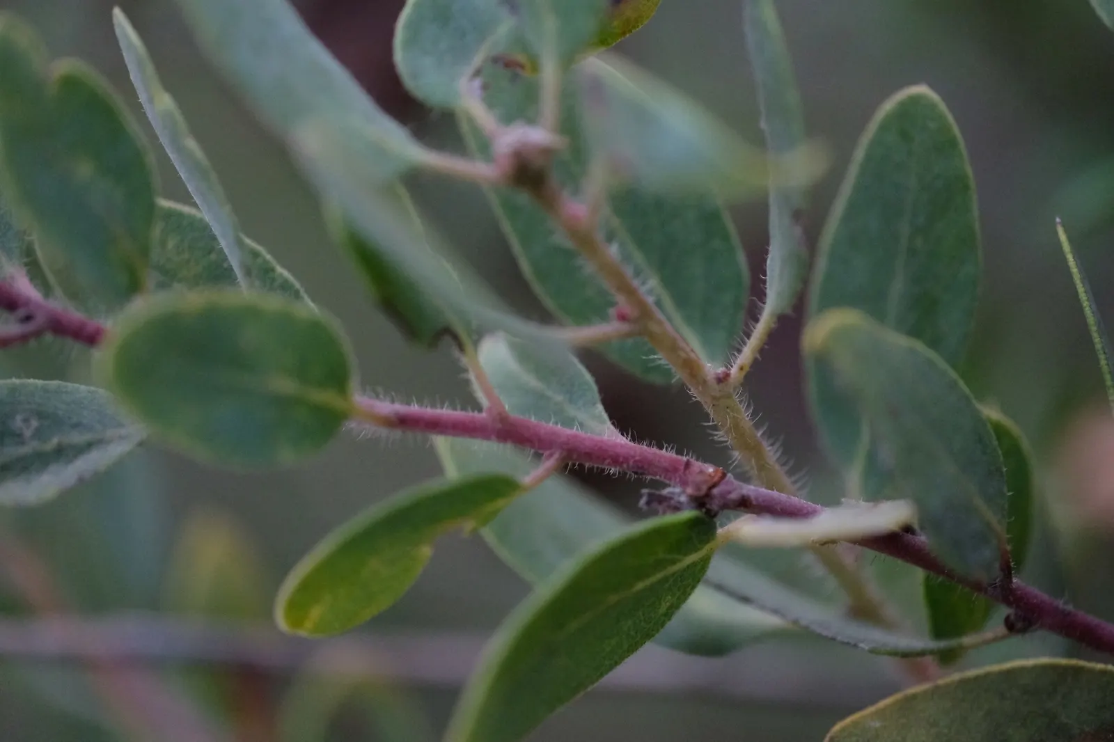 Eastwood Manzanita (Arctostaphylos Glandulosa) — This drought-tolerant native prefers full sun and well-draining soils
