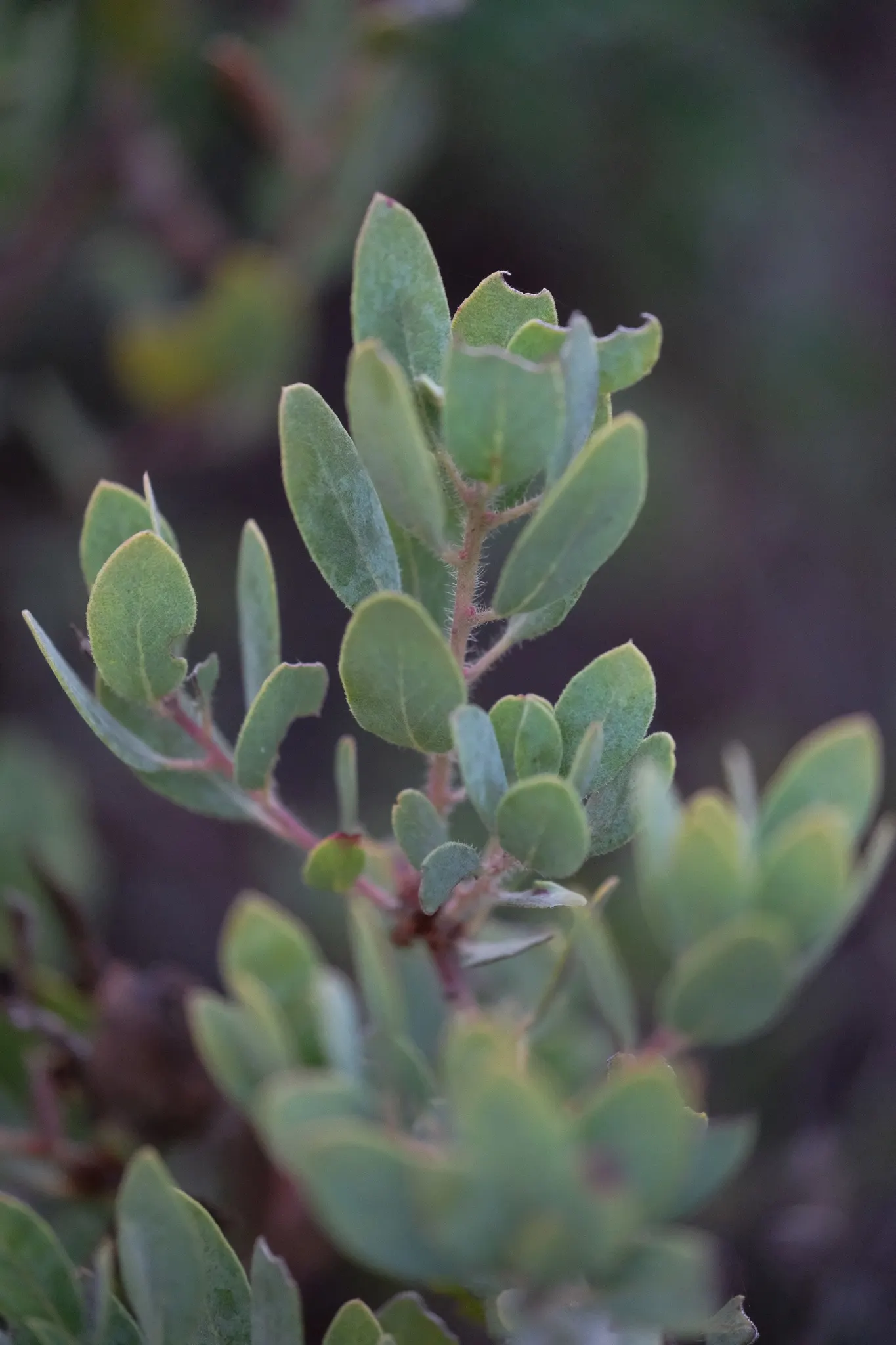 Eastwood Manzanita (Arctostaphylos Glandulosa) — It blooms with clusters of delicate pinkish-white flowers spanning around 0.2 inches