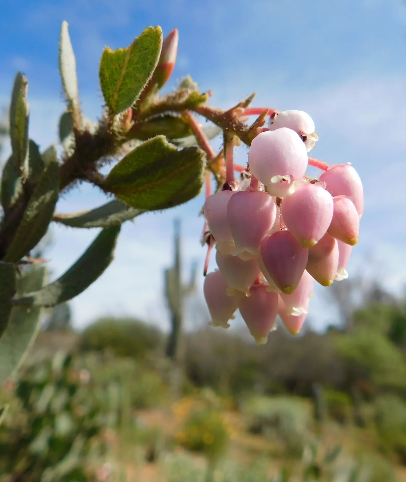 Eastwood Manzanita (Arctostaphylos Glandulosa) — This plant typically reaches a height of 3 to 6 feet and spreads out 4 to 8 feet