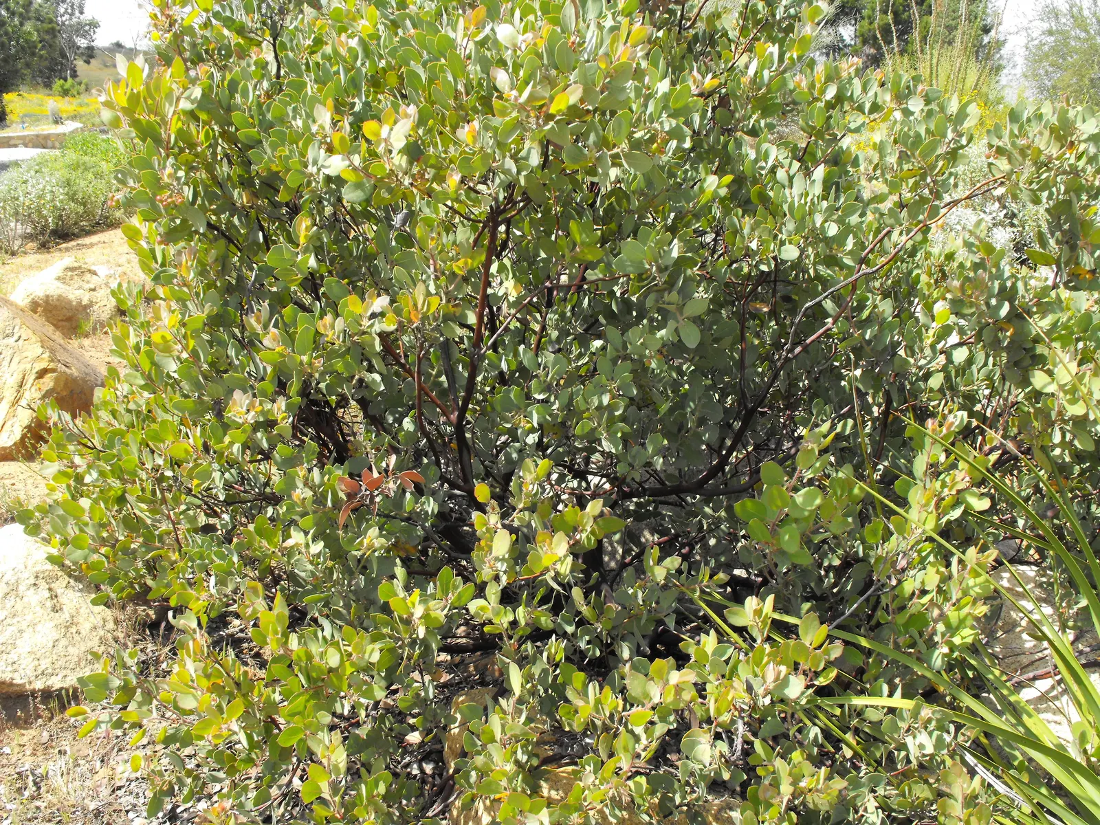 Eastwood Manzanita (Arctostaphylos Glandulosa) — famed for its red-barked twisted branches and dense foliage