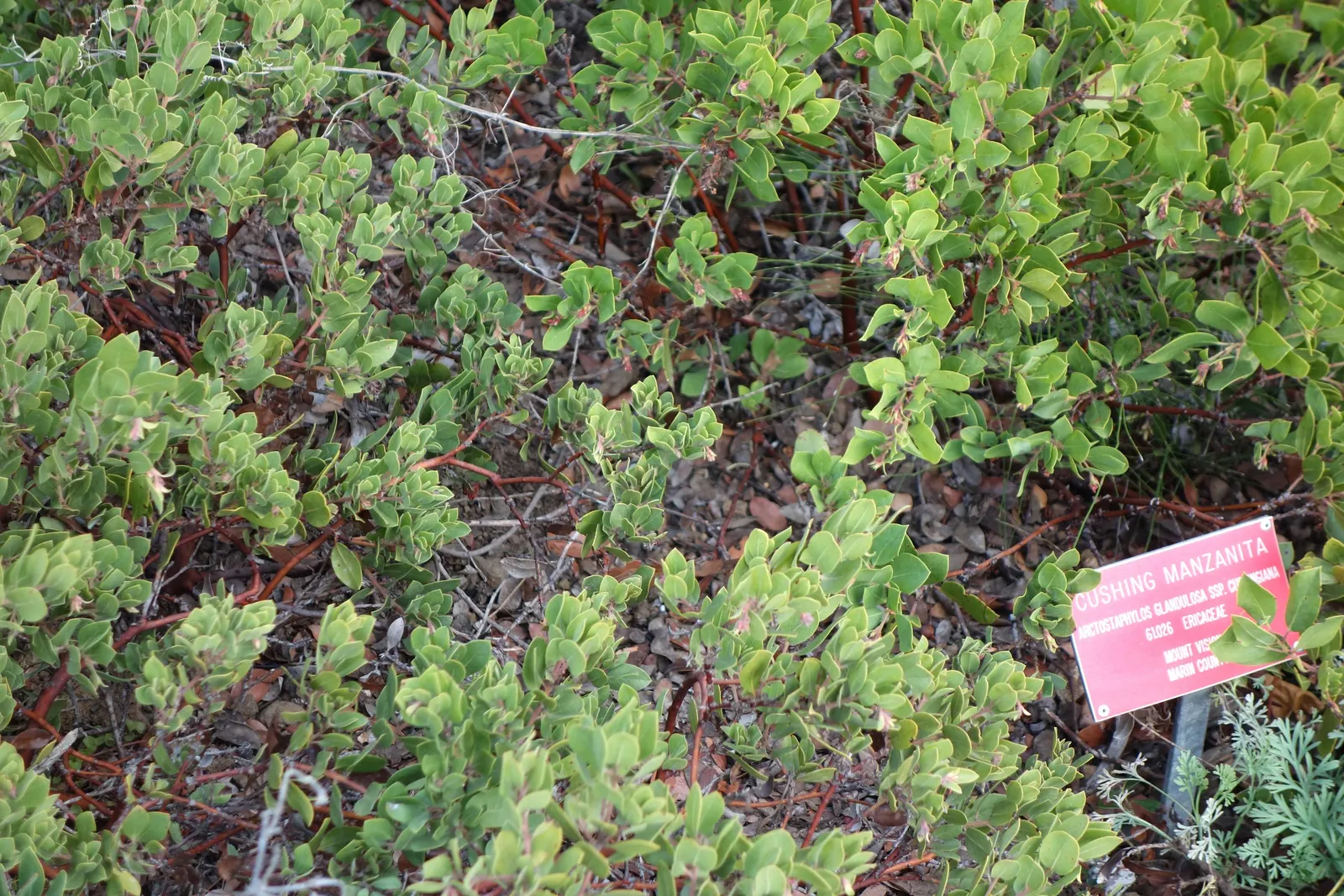 Eastwood Manzanita (Arctostaphylos Glandulosa) — is a captivating and resilient evergreen shrub native to the western United States