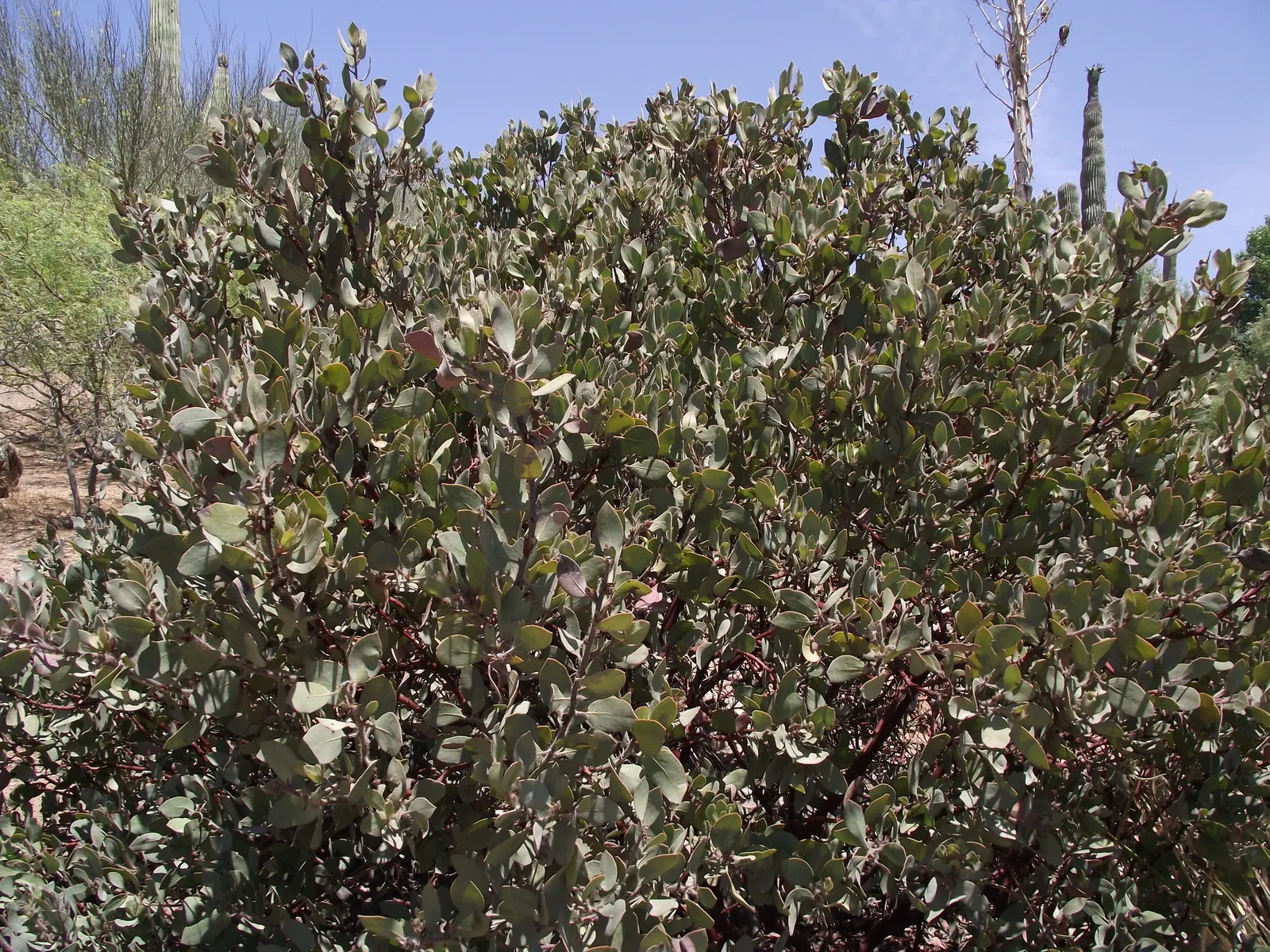 Eastwood Manzanita (Arctostaphylos Glandulosa) — oval-shaped leaves ranging from 0.8 to 2 inches in length