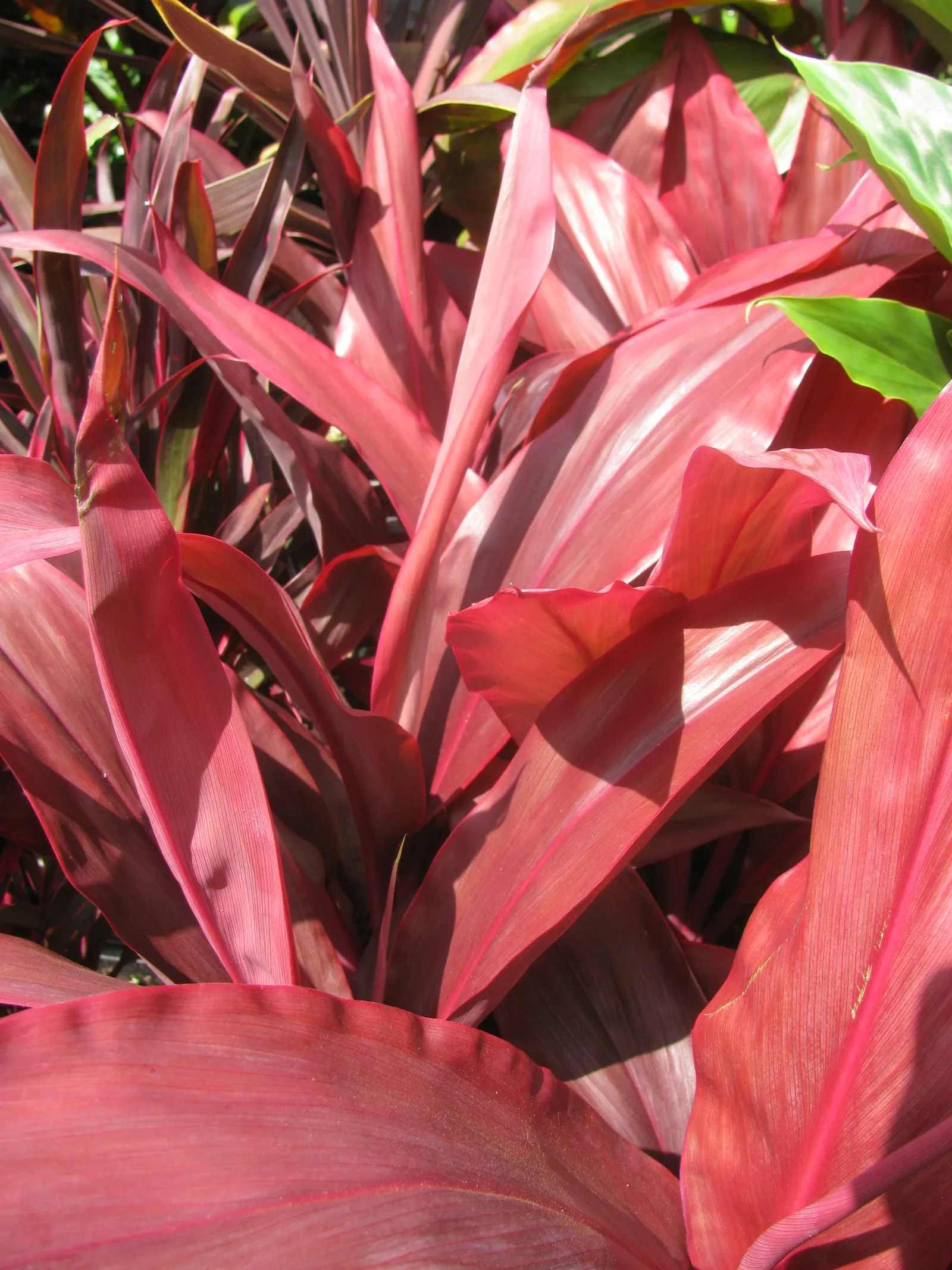 Auntie Lou Cordyline (Cordyline Fruticosa 'Auntie Lou') — Reaching up to 8 feet tall and 5 feet wide, its leaves boast striking pink, cream, and green colors