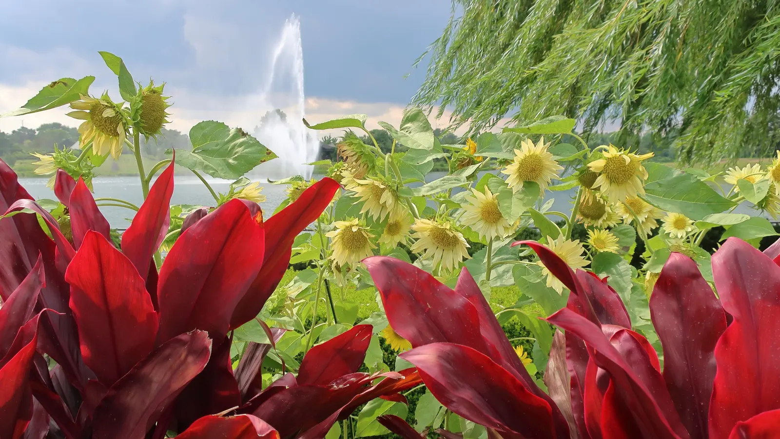 Auntie Lou Cordyline (Cordyline Fruticosa 'Auntie Lou') — It adds a bold, exotic touch to landscape designs and serves well in mixed borders or as a focal point