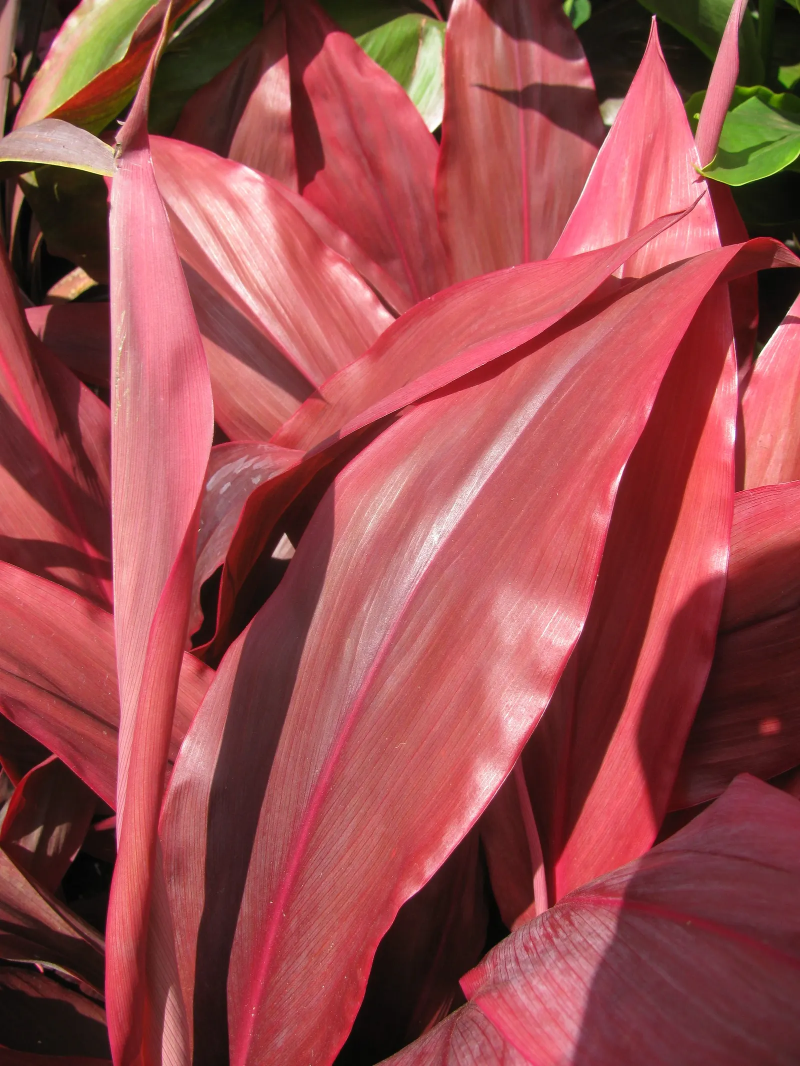 Auntie Lou Cordyline (Cordyline Fruticosa 'Auntie Lou') — is a tropical perennial valued for its vibrant foliage
