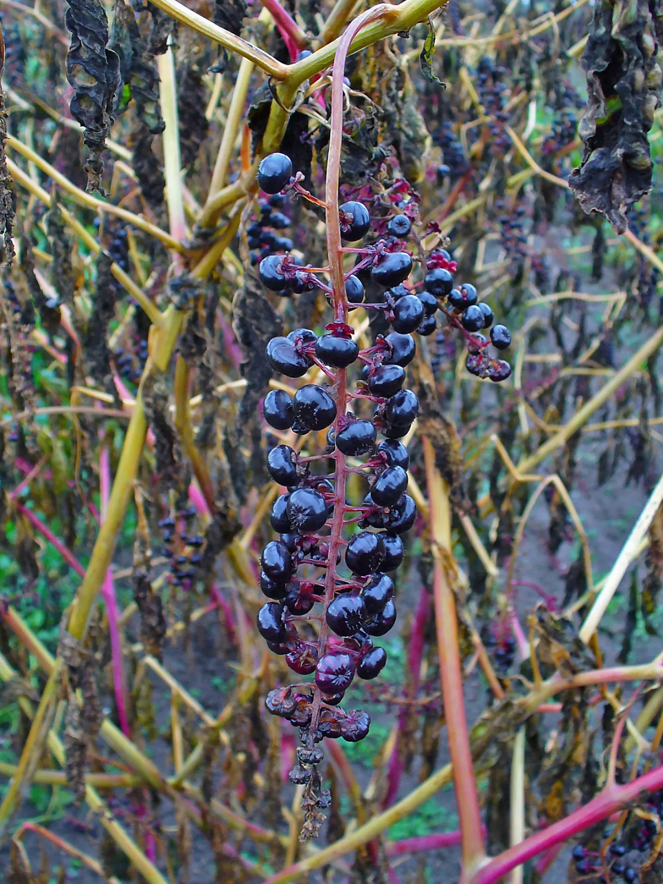 Inkberry (Ilex Glabra) — This adaptable native prefers full sun to partial shade and moist, acidic soils; it maintains this vibrant foliage throughout all