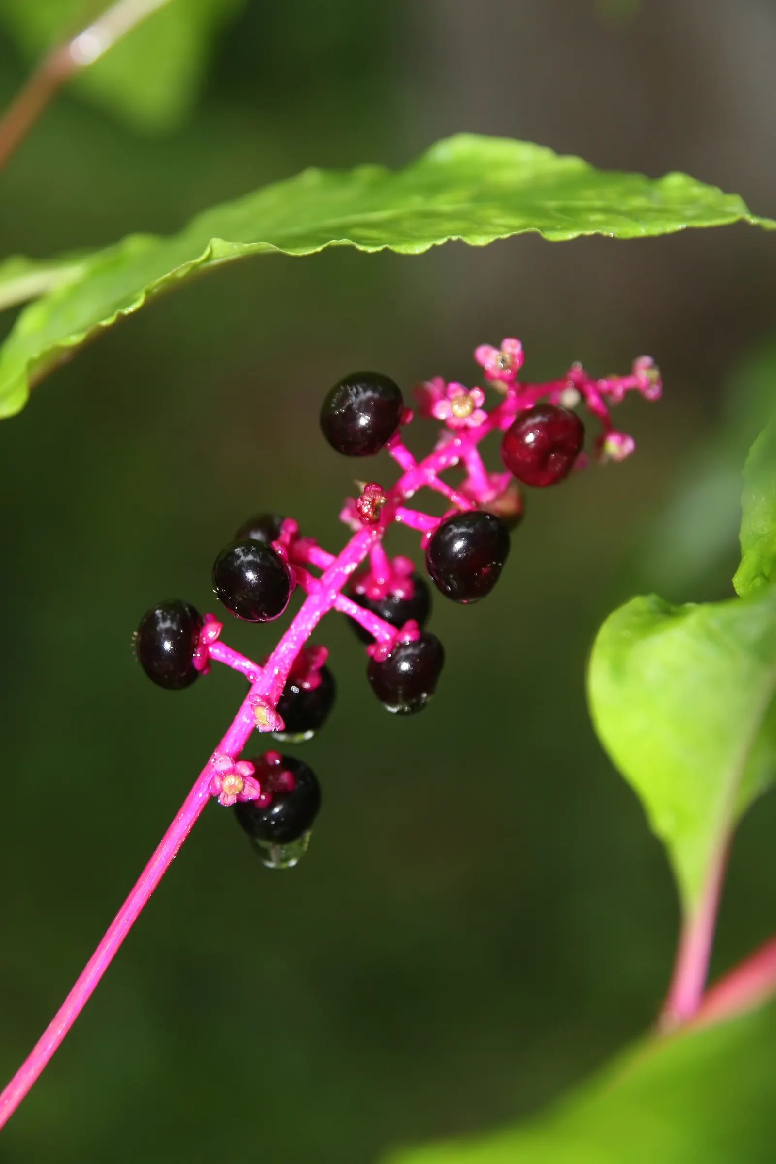 Inkberry (Ilex Glabra) — although not particularly showy; broadleaf evergreen / shrub for full or half