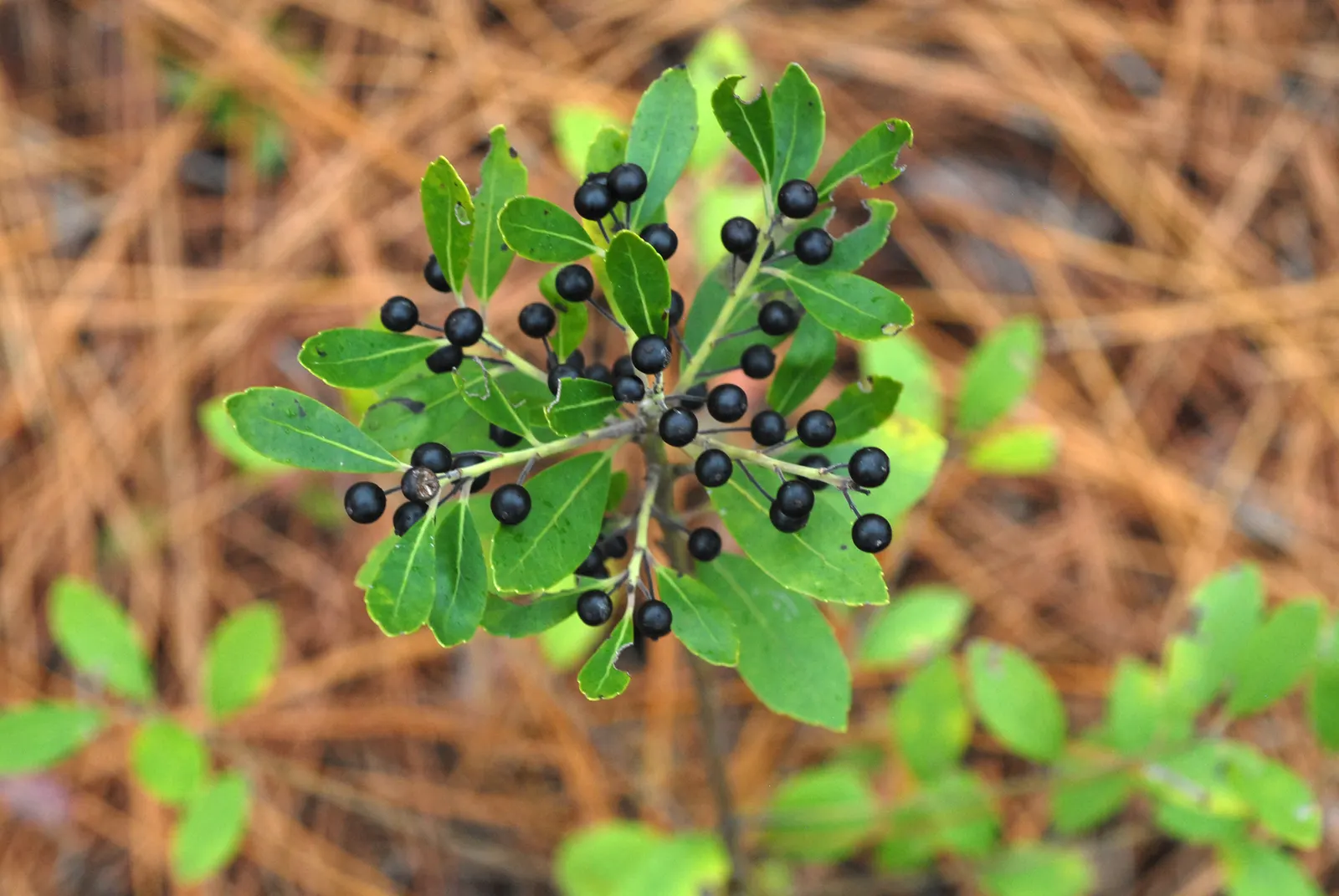 Inkberry (Ilex Glabra) — It can also serve as a striking backdrop for perennial beds or as part of a mixed shrub border