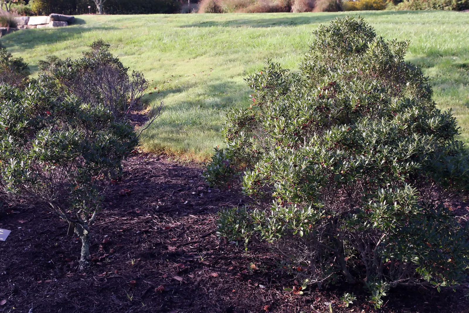 Inkberry (Ilex Glabra) — commonly referred to as the Inkberry