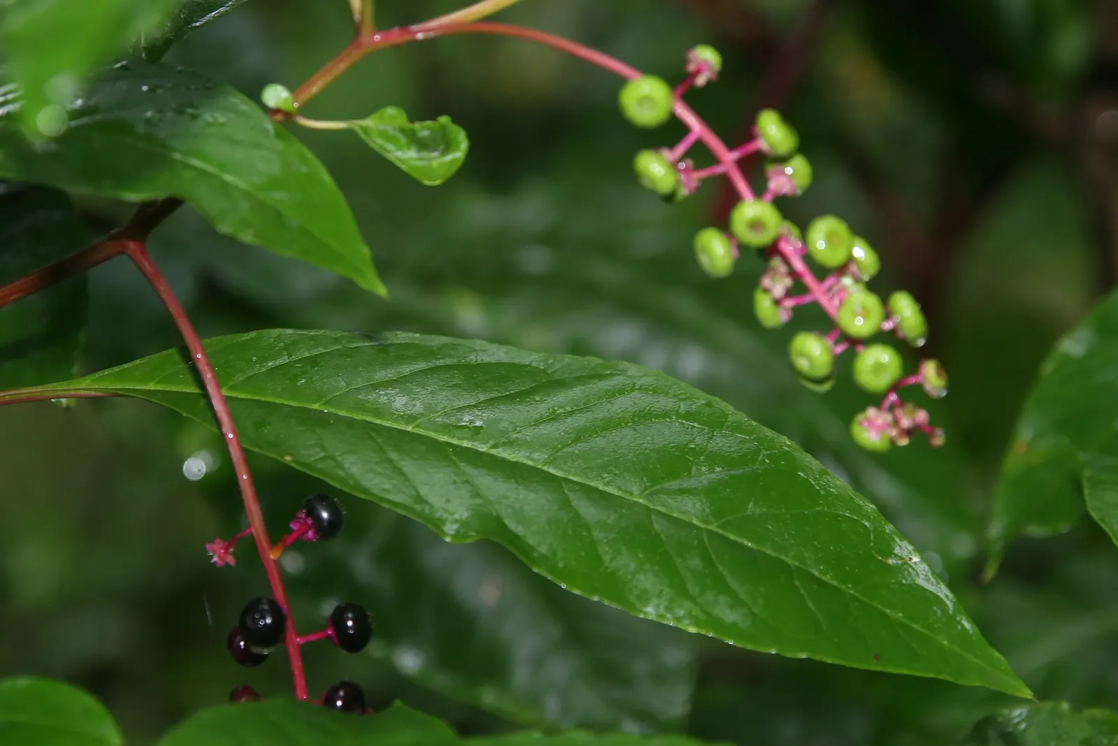 Inkberry (Ilex Glabra) — Inkberry features lustrous, dark green leaves and black berries that attract birds; such as wetlands or shaded garden, image 84