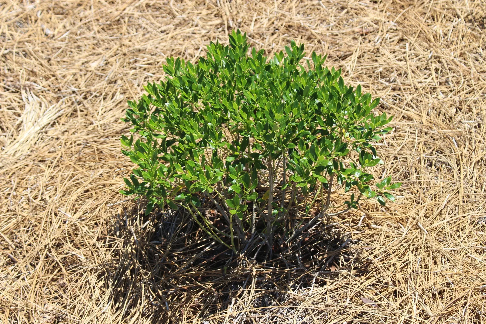 Inkberry (Ilex Glabra) — including wet soils and partial shade