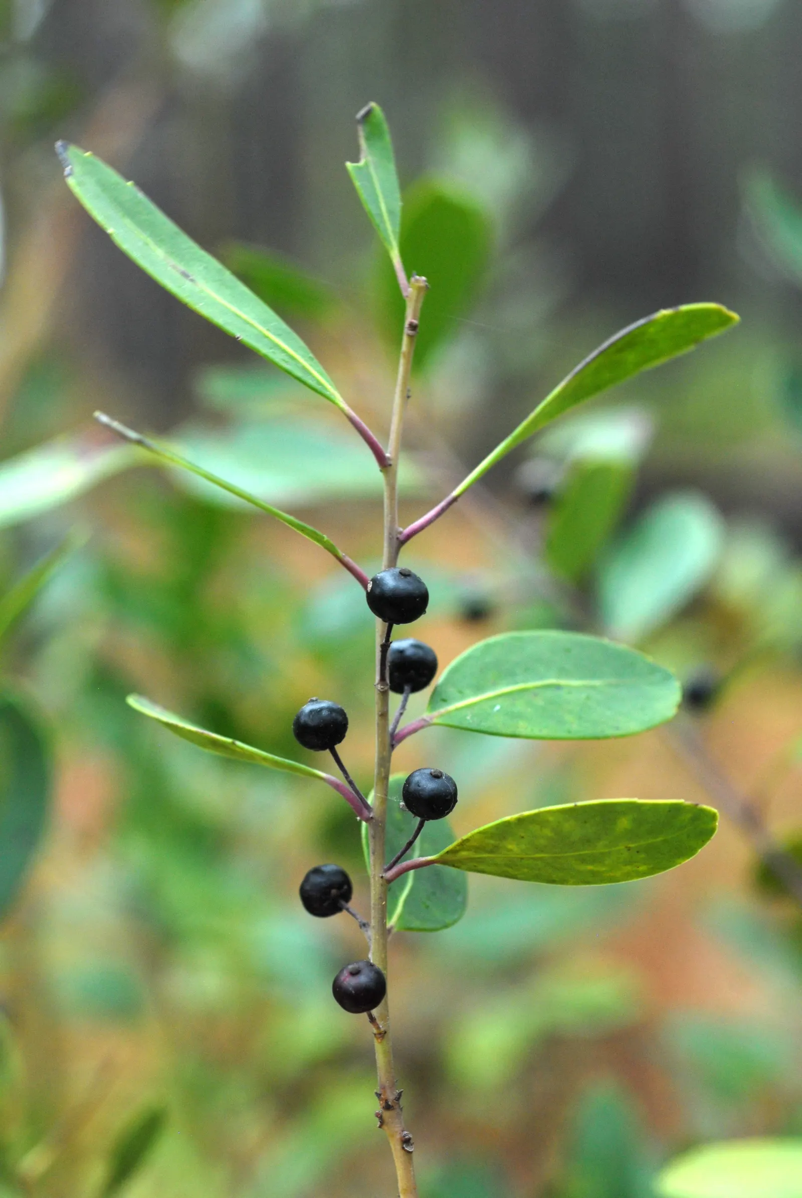 Inkberry (Ilex Glabra) — It's an excellent choice for landscape designs seeking year-round foliage interest; broadleaf evergreen / shrub with green, image 62