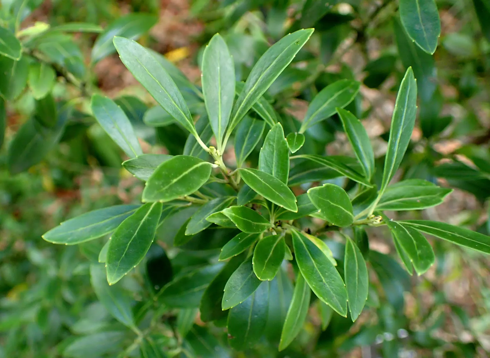 Inkberry (Ilex Glabra) — although not particularly showy; broadleaf evergreen / shrub for full or half, image 66