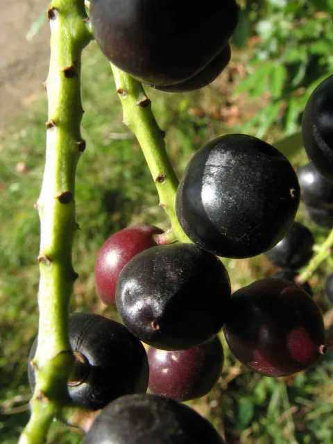 Inkberry (Ilex Glabra) — When informing clients about this plant; the Inkberry grows to a mature height of 5 to 8 feet with a similar spread