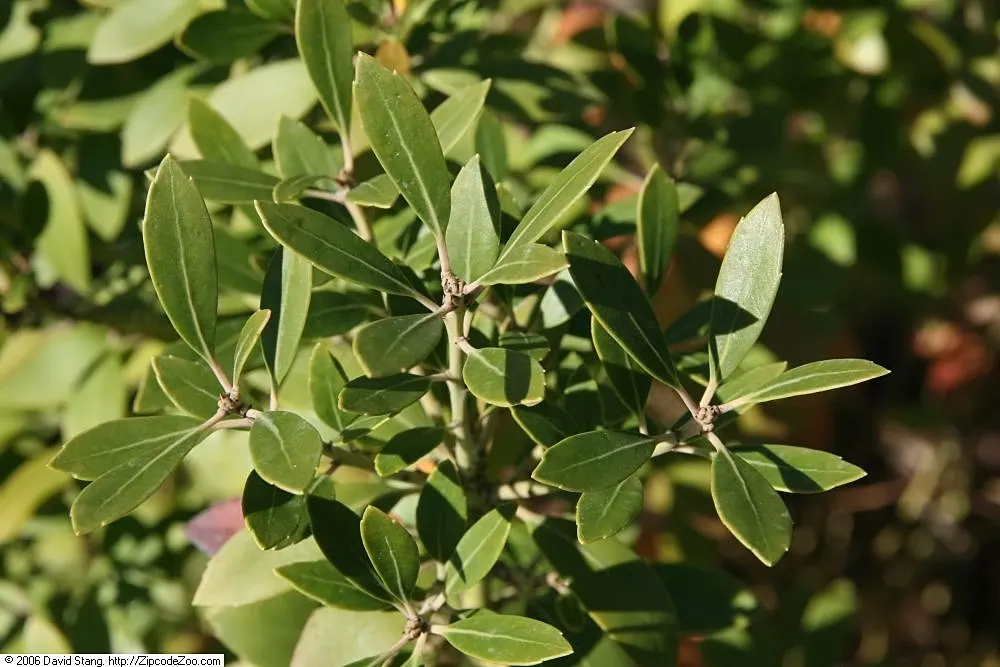 Inkberry (Ilex Glabra) — including wet soils and partial shade; ilex glabra, known as Inkberry, is an evergreen shrub thriving in zones 5-9