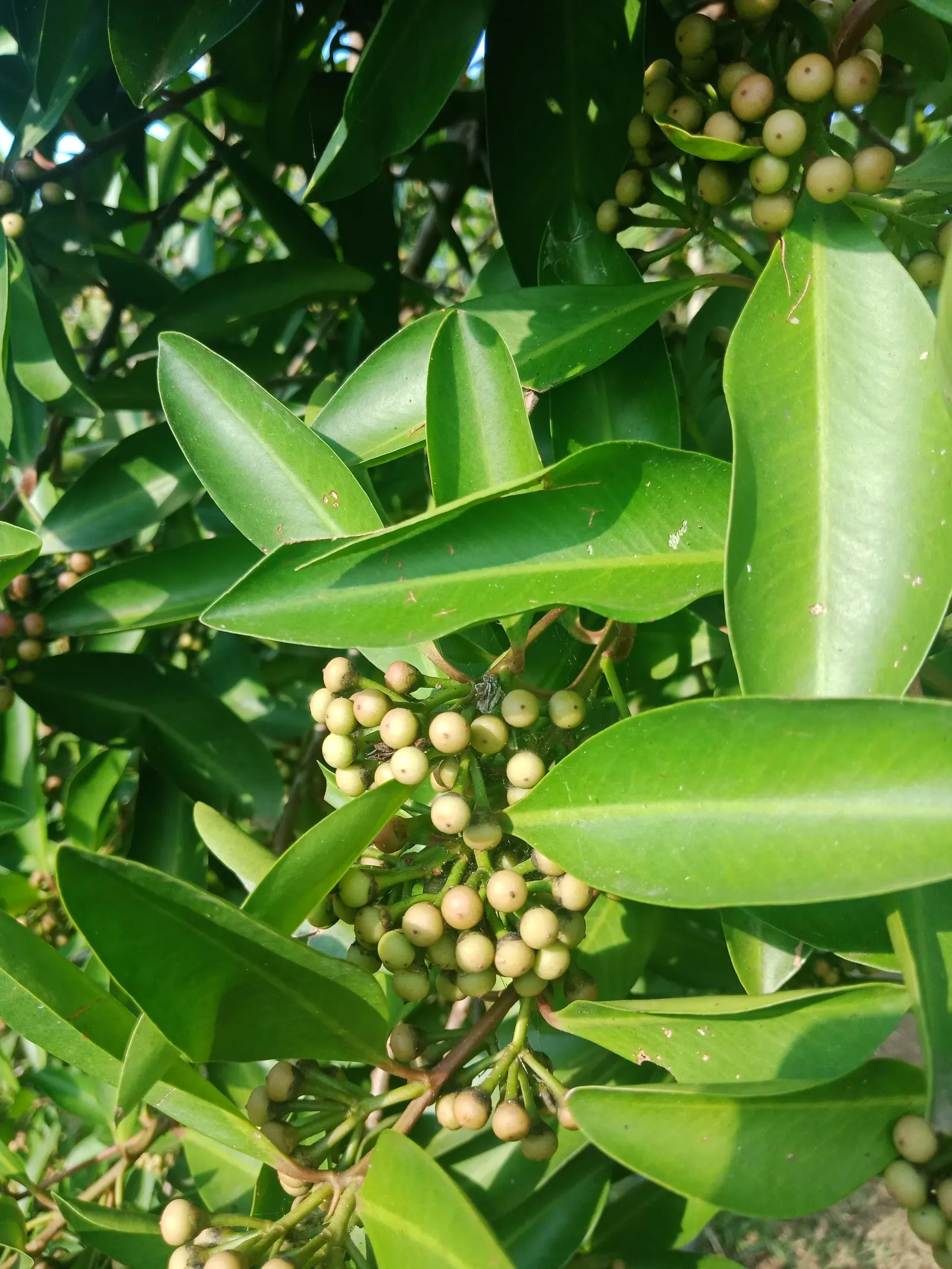 Inkberry (Ilex Glabra) — the Ilex glabra is an excellent hedge or foundation plant