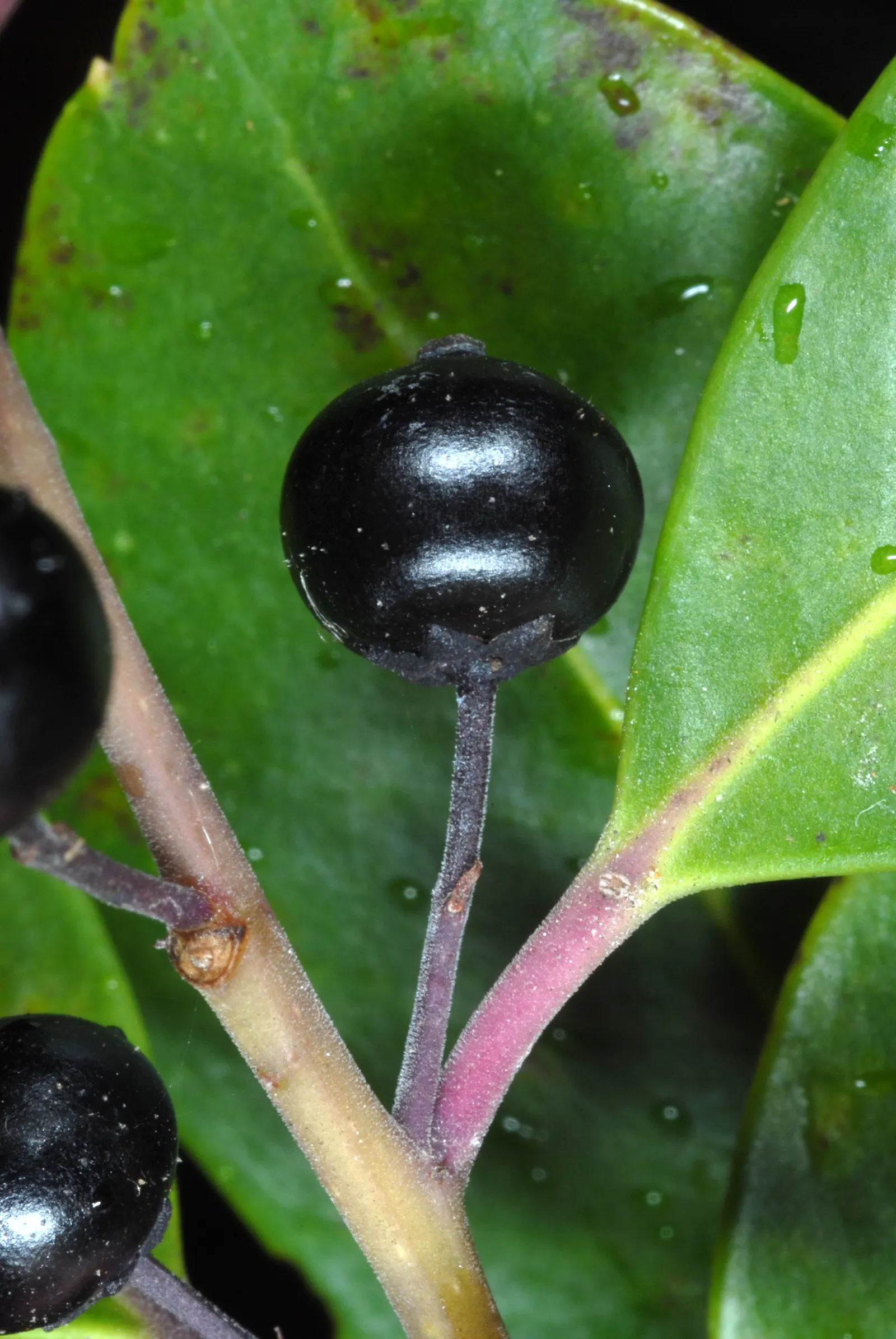 Inkberry (Ilex Glabra) — green and white flowers in the garden; which measure up to 2 inches long