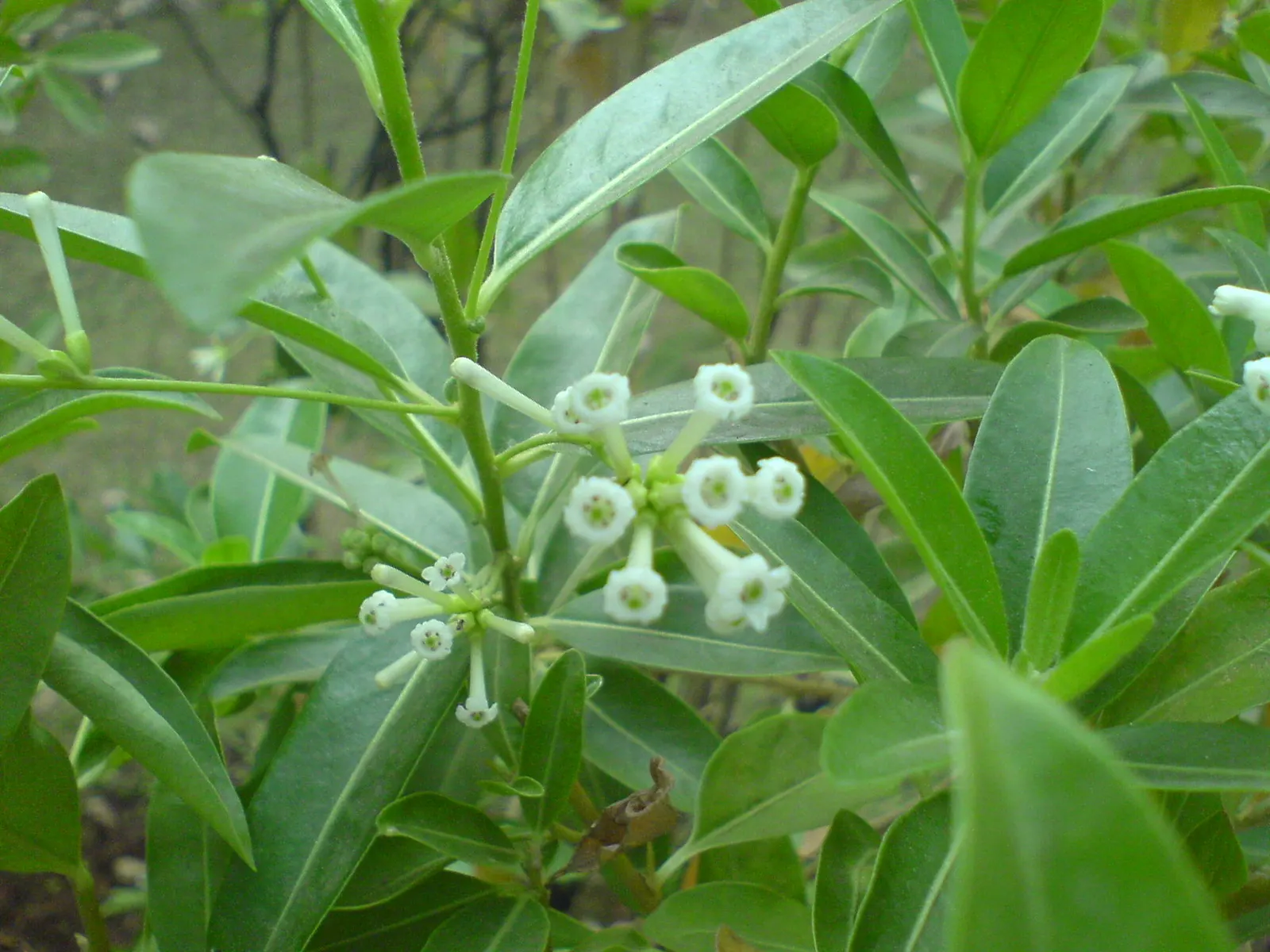 Inkberry (Ilex Glabra) — When informing clients about this plant