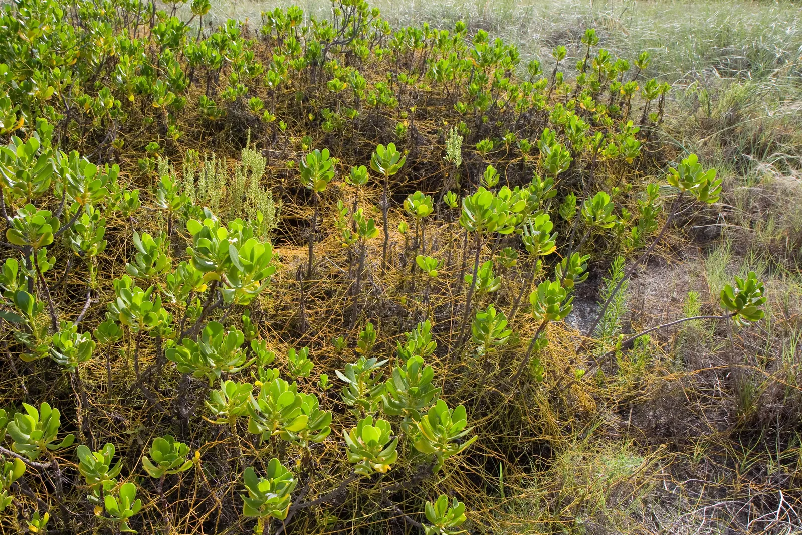 Inkberry (Ilex Glabra) — Ilex glabra, known as Inkberry, is an evergreen shrub thriving in zones 5-9
