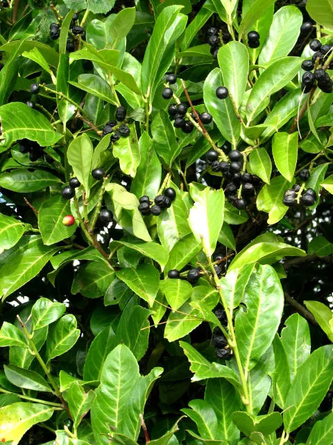 Inkberry (Ilex Glabra) — Pruning maintains size and shape, emphasizing its dense, rounded habit