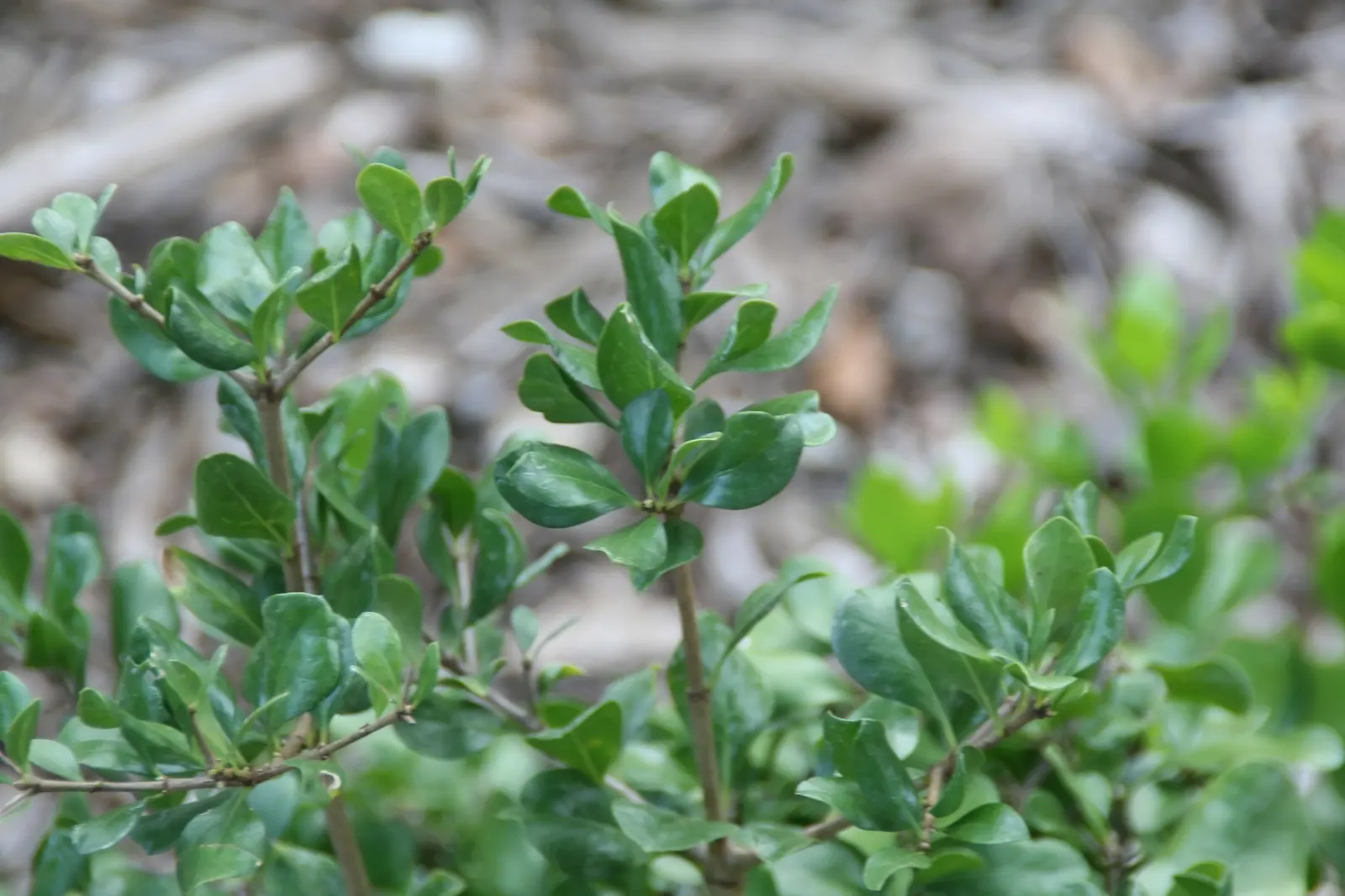 Inkberry (Ilex Glabra) — ability to thrive in a range of soil types, image 77