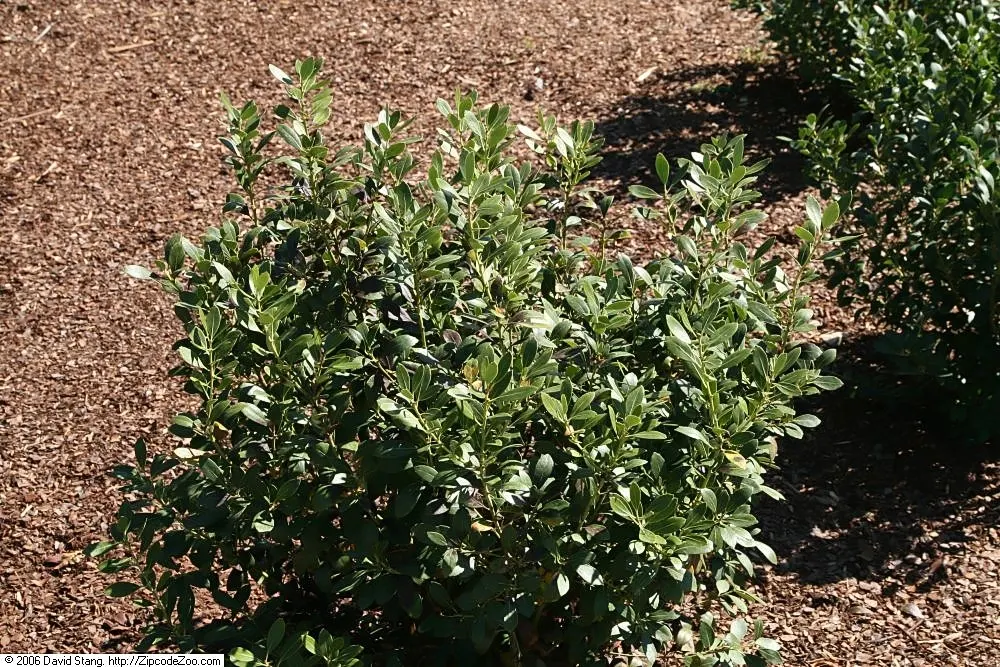 Inkberry (Ilex Glabra) — the plant bears its namesake black berries, image 68