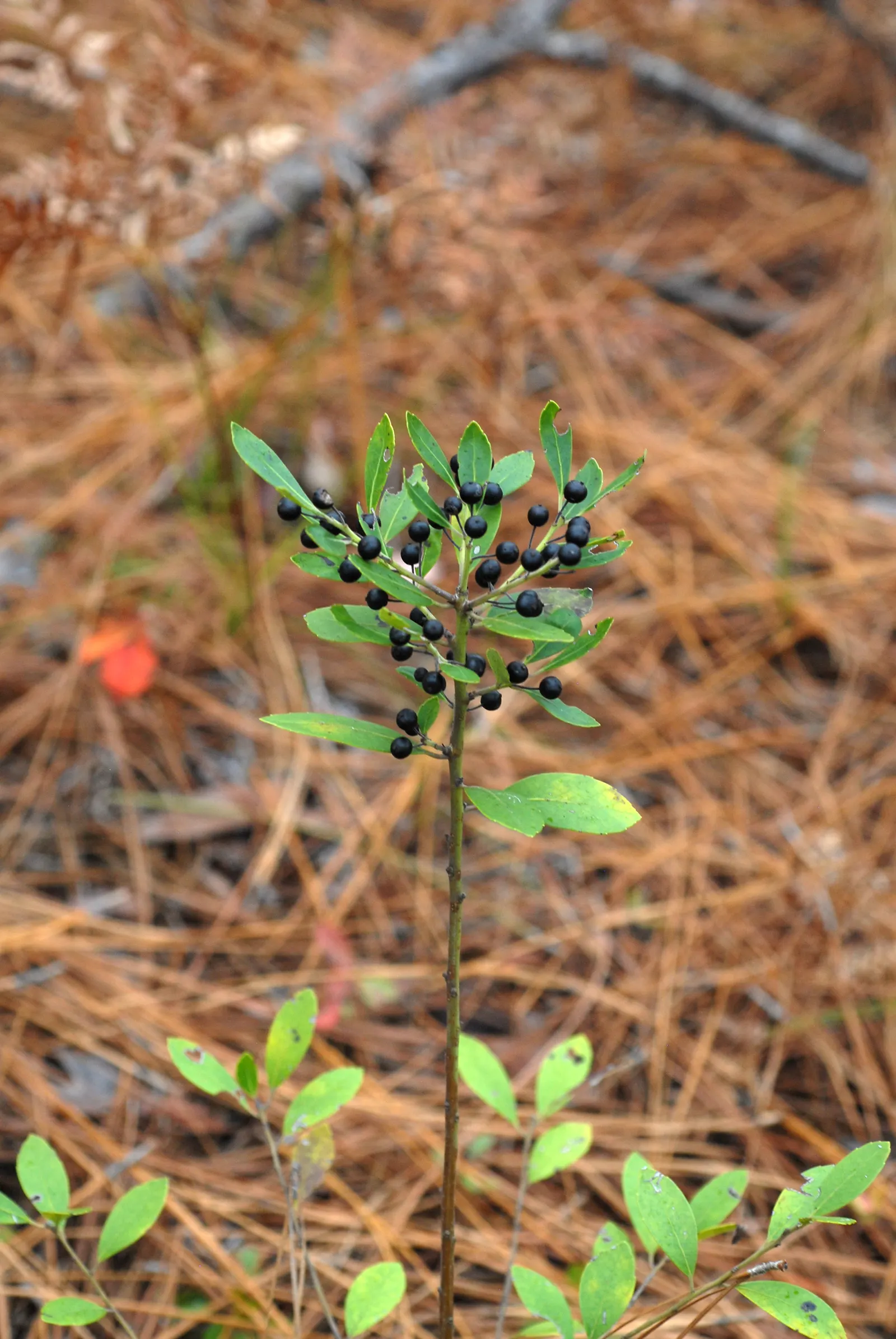 Inkberry (Ilex Glabra) — is a versatile evergreen shrub native to the eastern United States