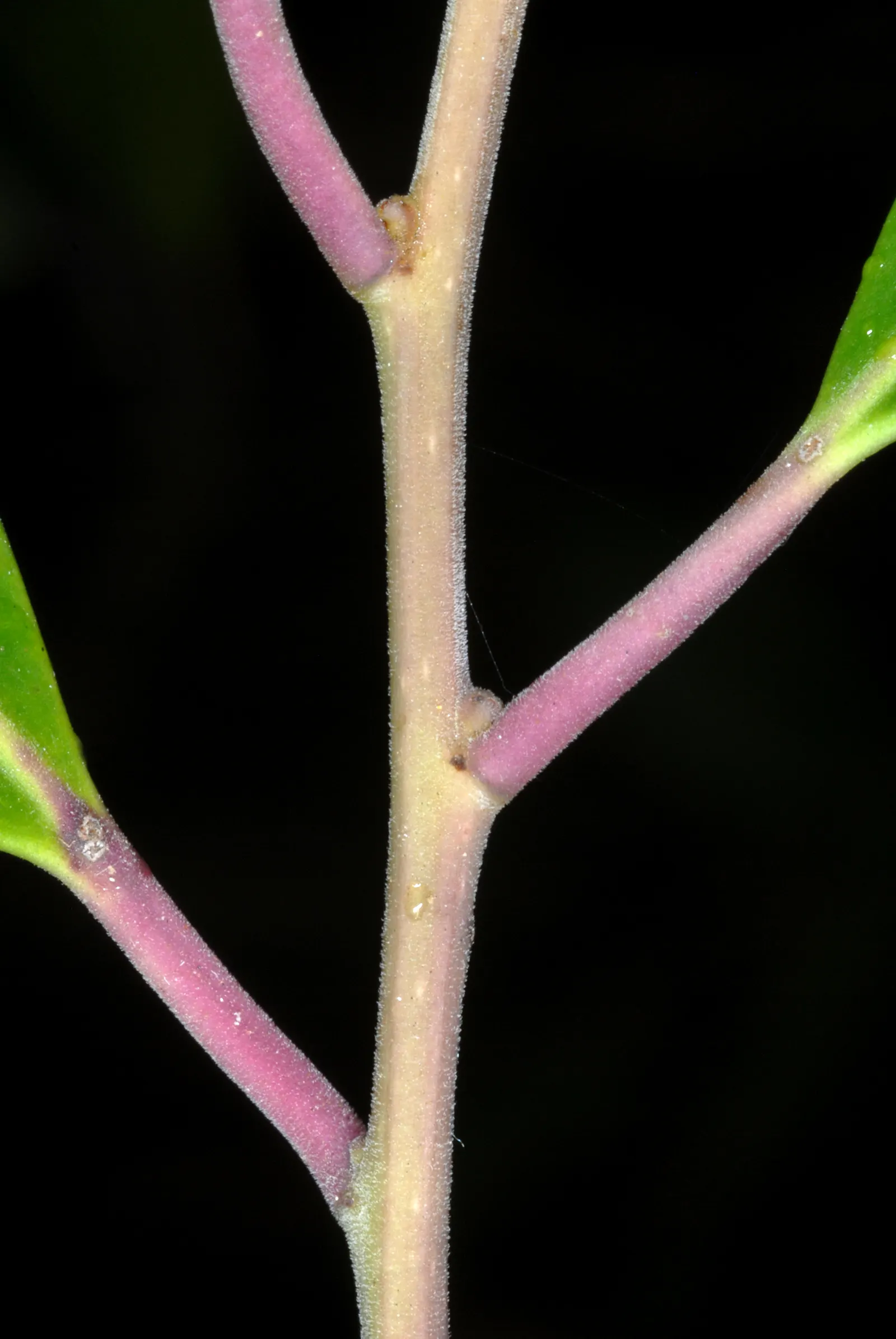 Inkberry (Ilex Glabra) — Inkberry features lustrous, dark green leaves and black berries that attract birds