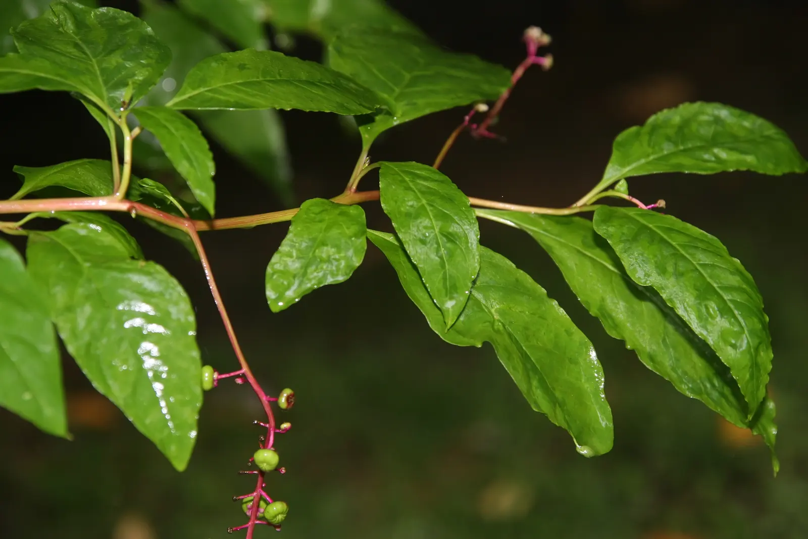 Inkberry (Ilex Glabra) — which measure up to 2 inches long