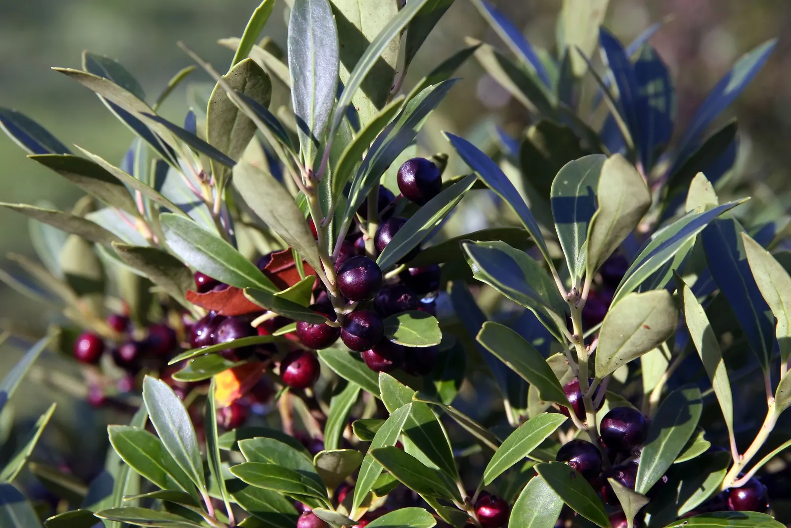 Inkberry (Ilex Glabra) — green and white flowers in the garden; which measure up to 2 inches long, image 79