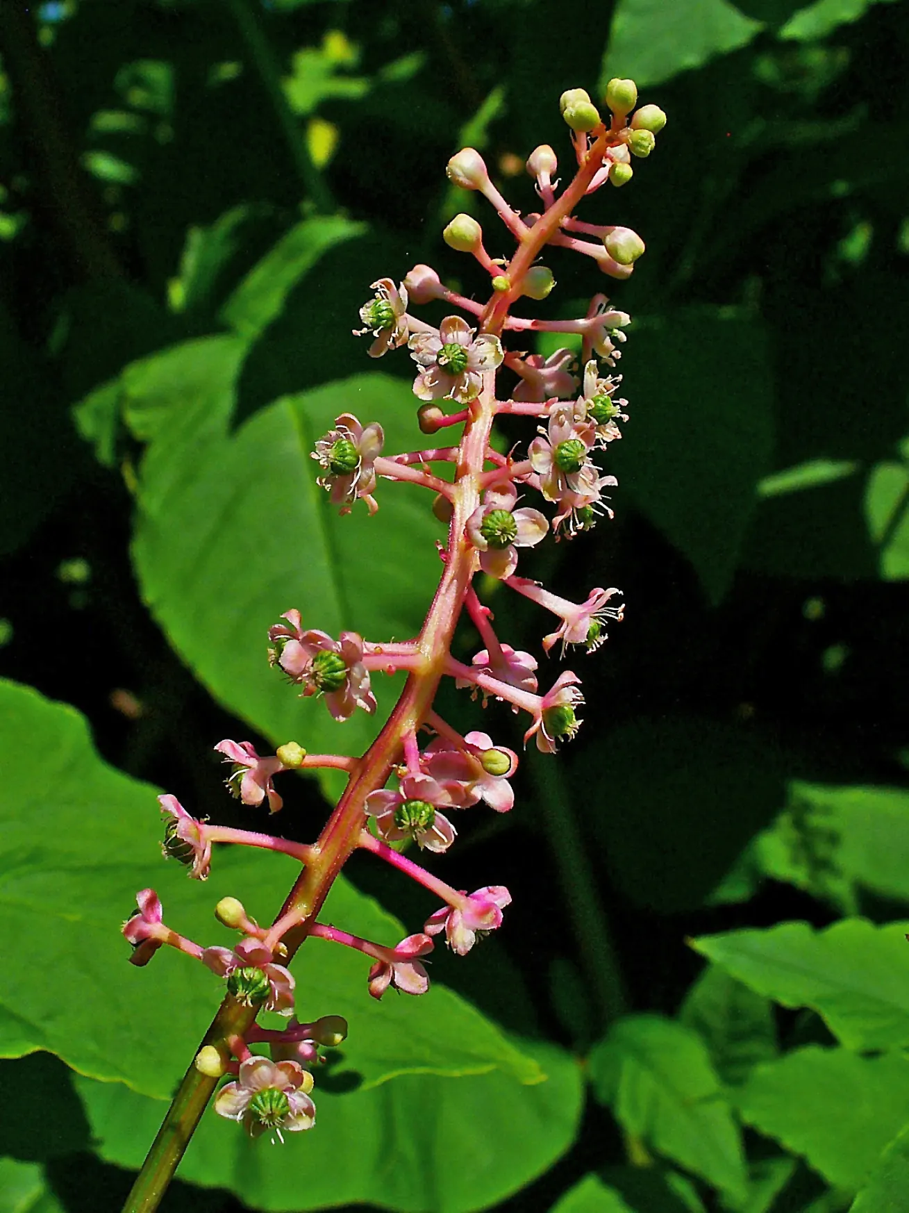 Inkberry (Ilex Glabra) — such as wetlands or shaded garden areas.<br><br>For landscape designers; demonstrating a high tolerance for various, image 72
