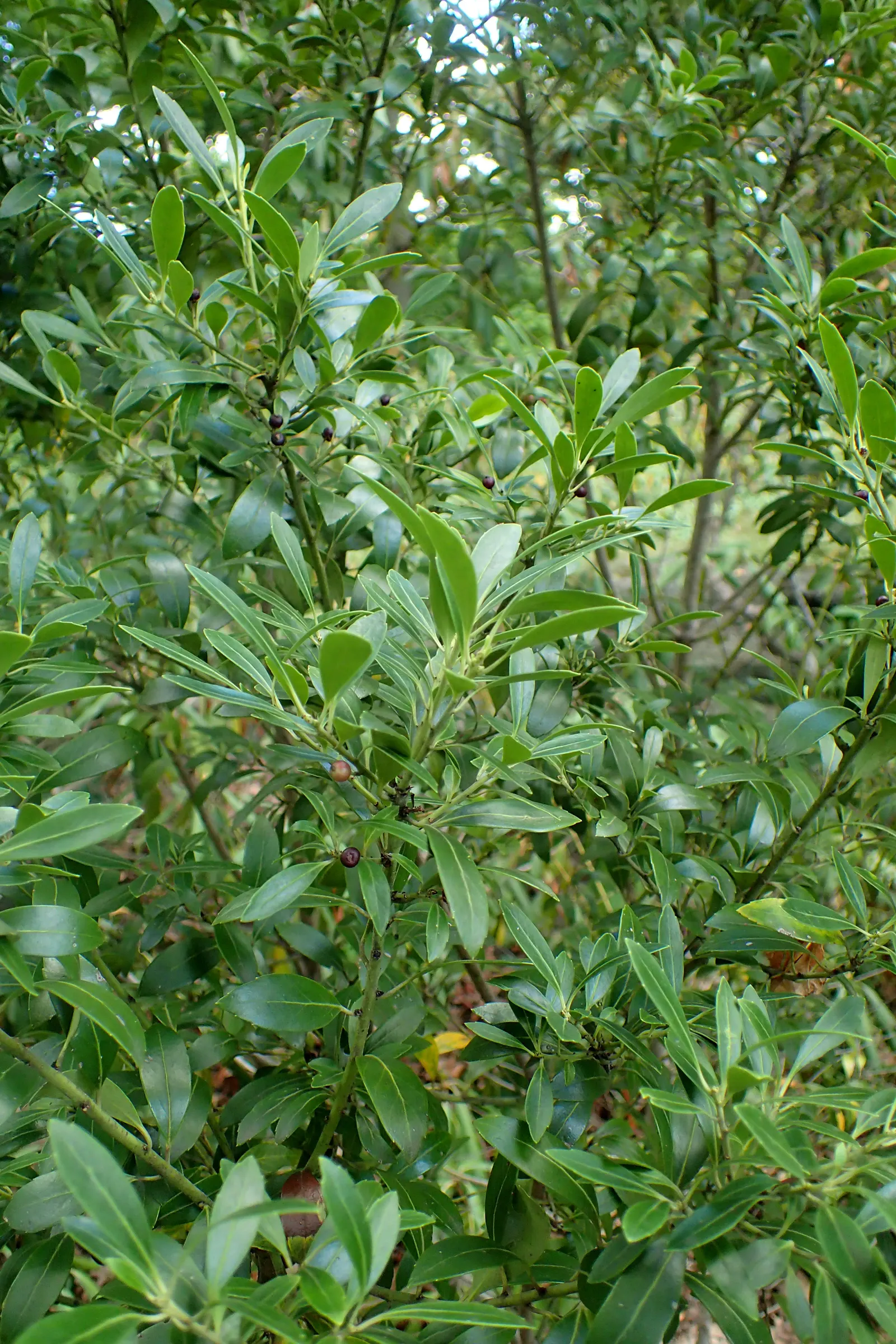 Inkberry (Ilex Glabra) — It maintains this vibrant foliage throughout all seasons, adding a consistent structure to garden designs; it can also serve as a